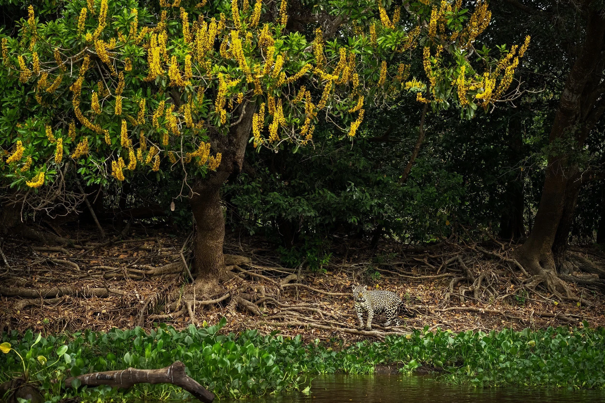 Jaguar beneath Cambara Tree