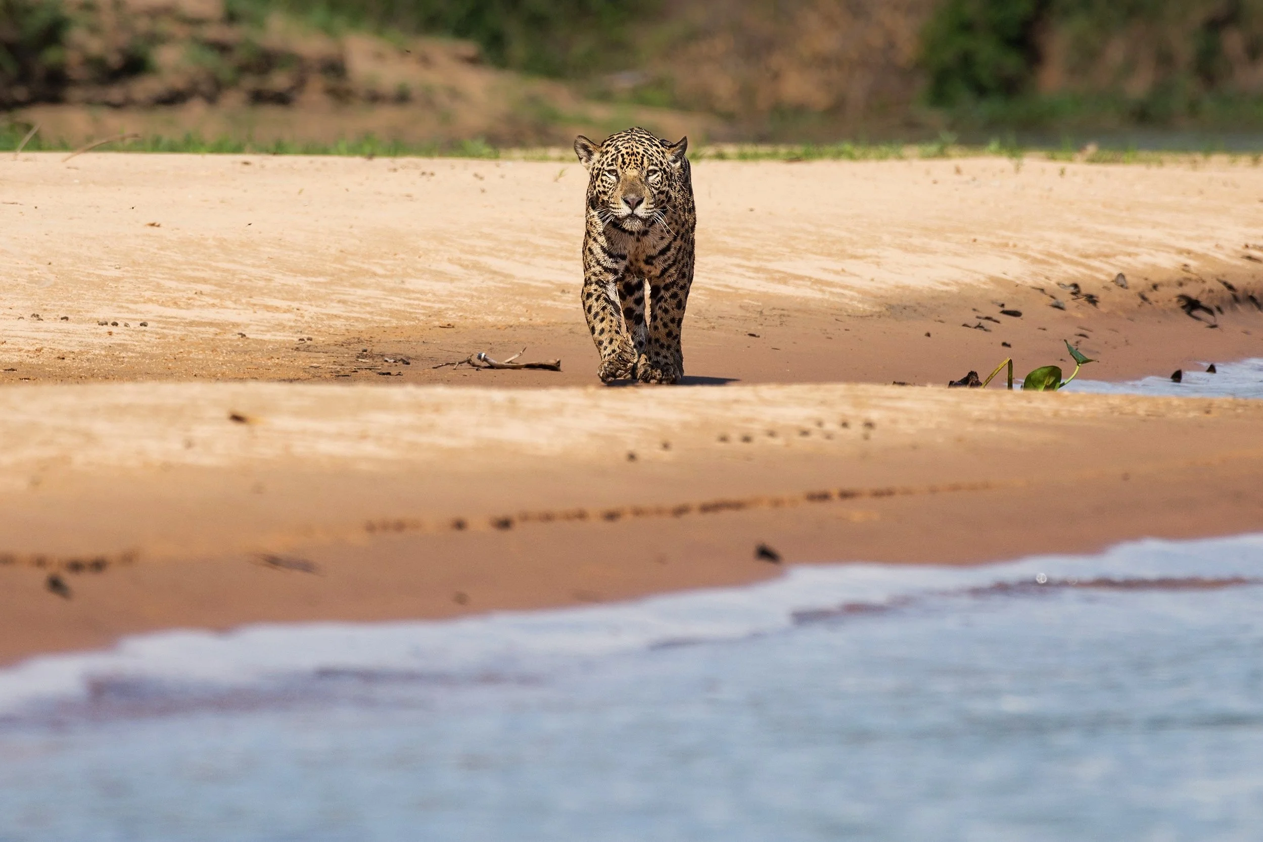 Jaguar.Female+on+Beach+I+JPG+v+2.jpg
