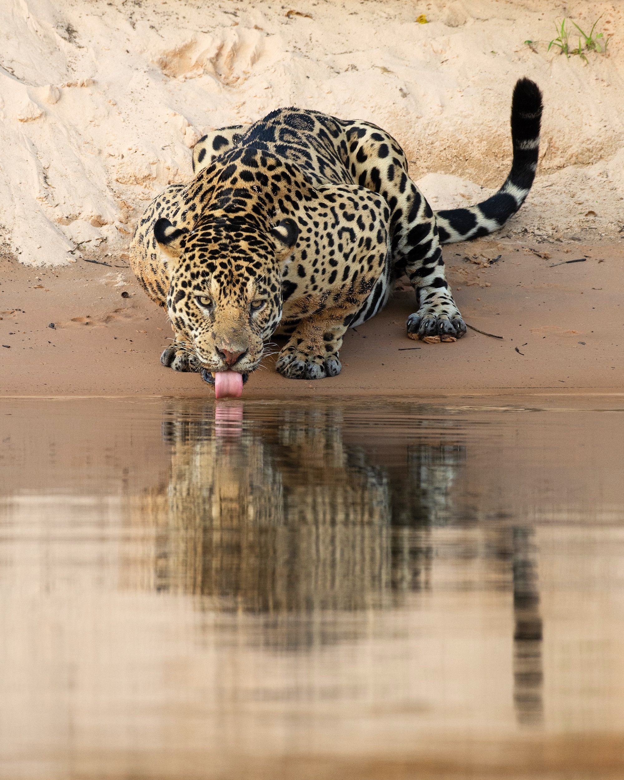 Jaguar.Male+%28Mating%29.Drinking+I+v.+4+JPG.jpg