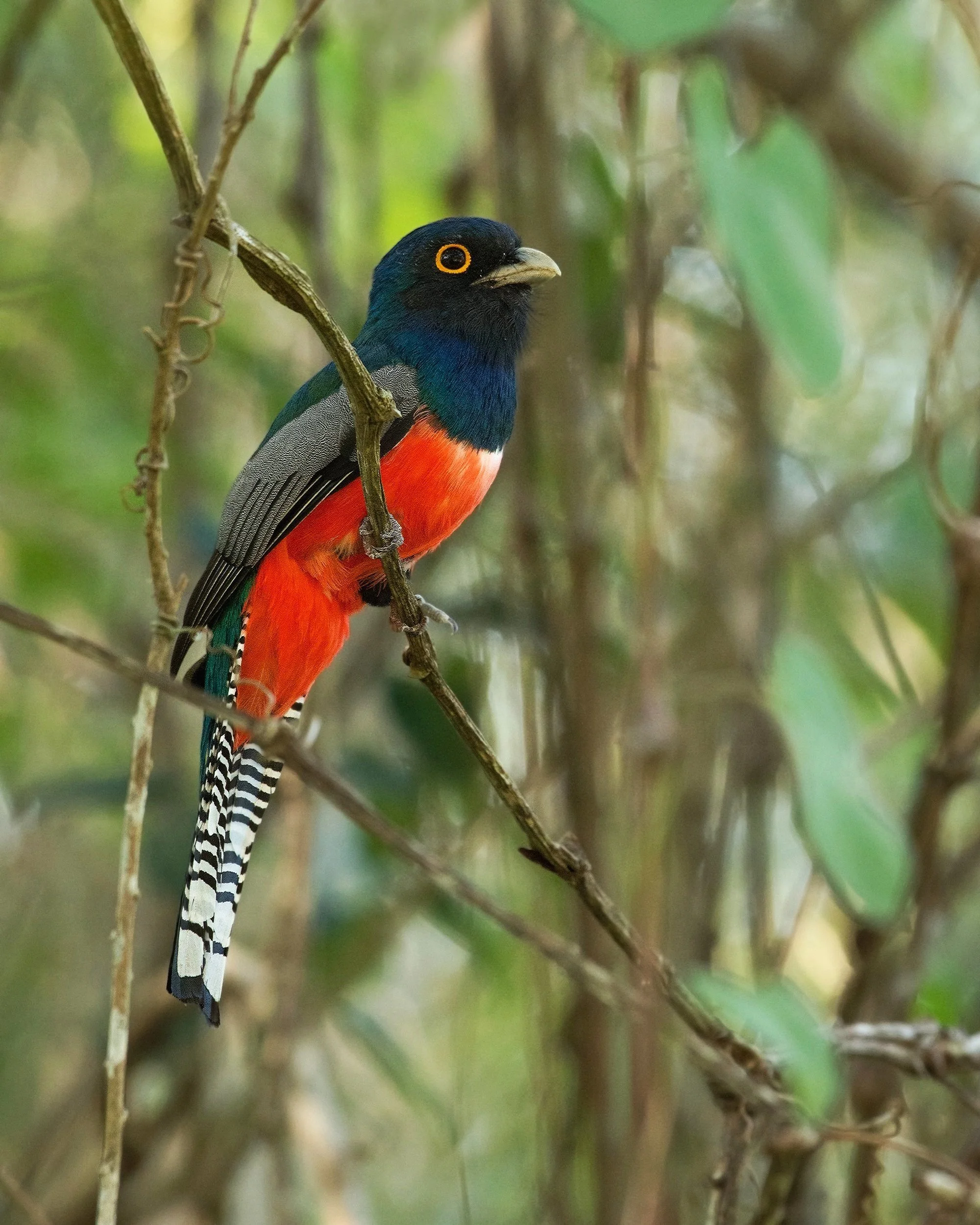 Blue-crowned Trogon