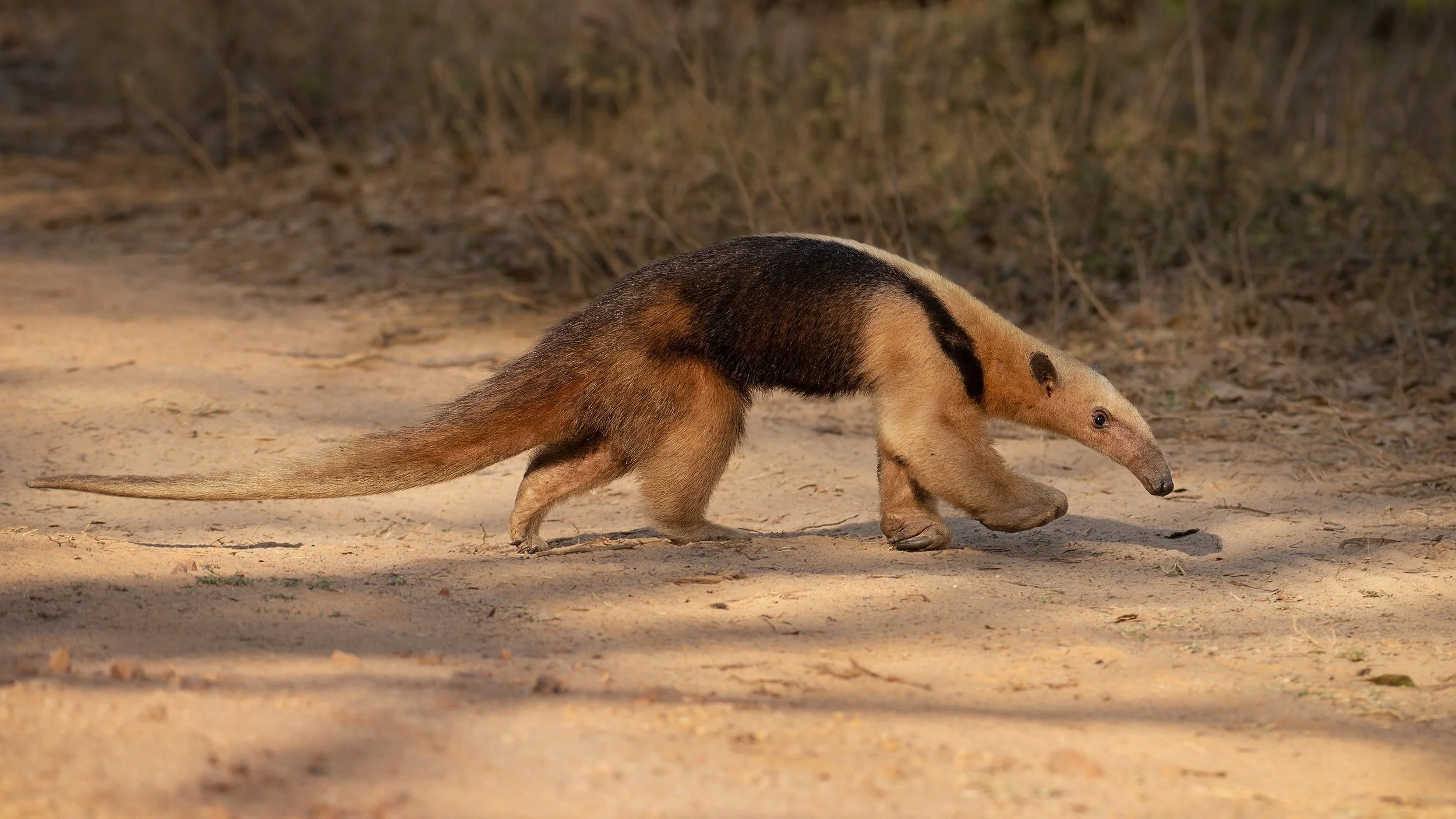Southern Tamandua (Lesser Anteater)