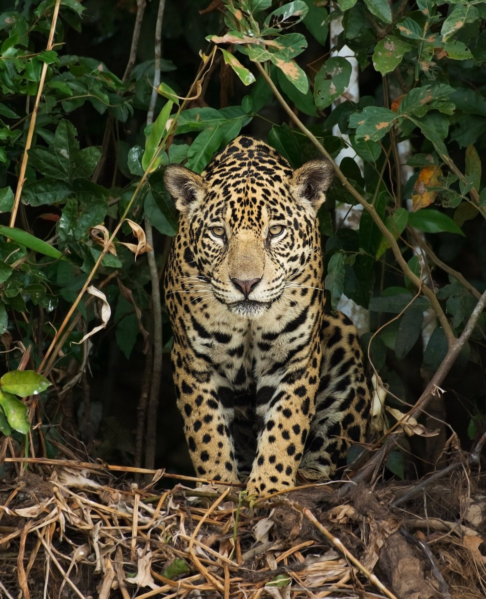Domain of the Jaguar