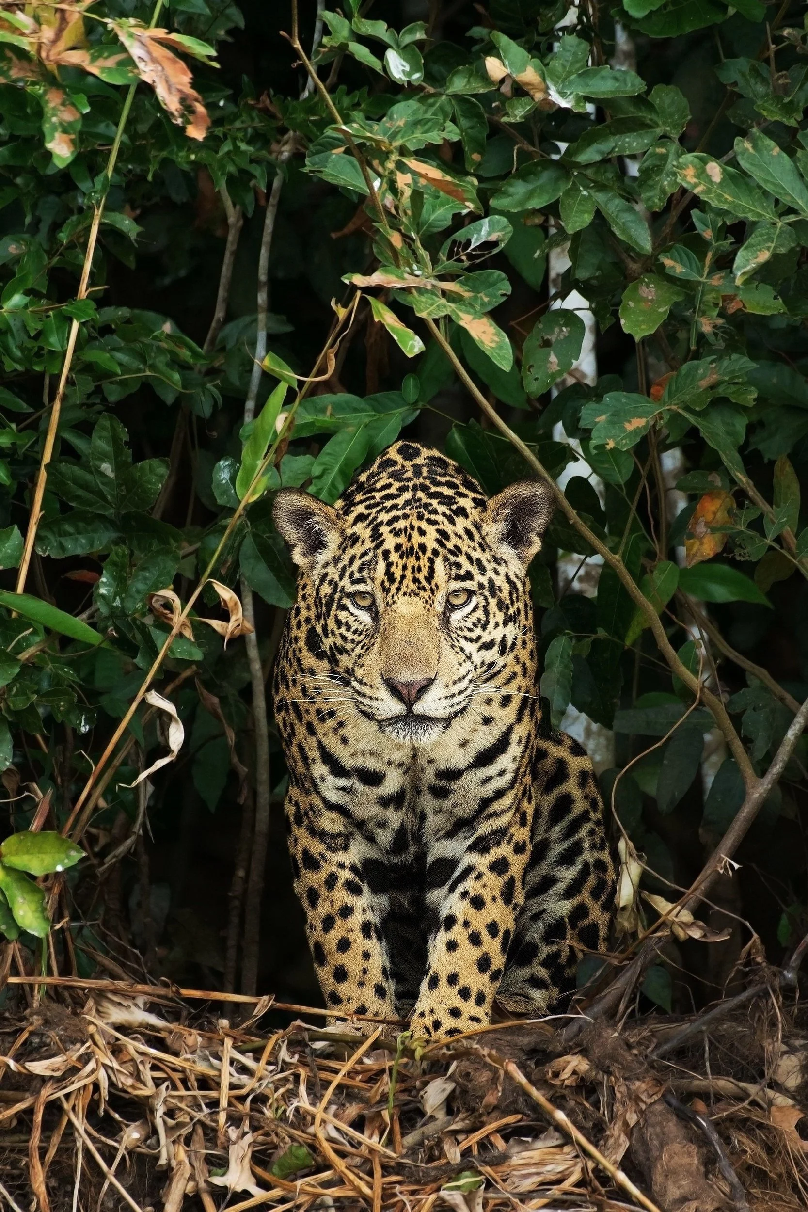 Jaguar.Female%252Bin%252BBushes%252BJPG%252Bv2%252B14x20%252BWhite%252BBorder.jpg