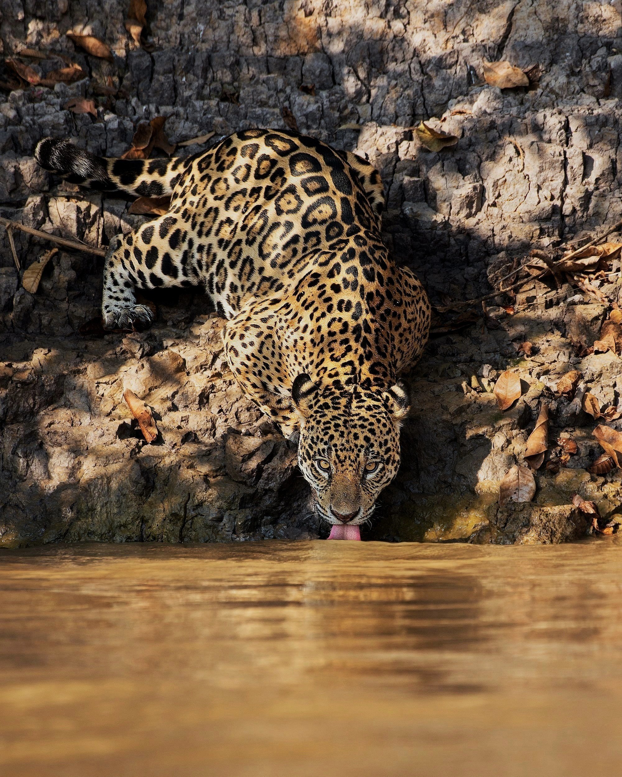 Jaguar.Female%25252B%25252528Mating%25252529.Drinking%25252BJPG%25252Bv%25252B2.jpg