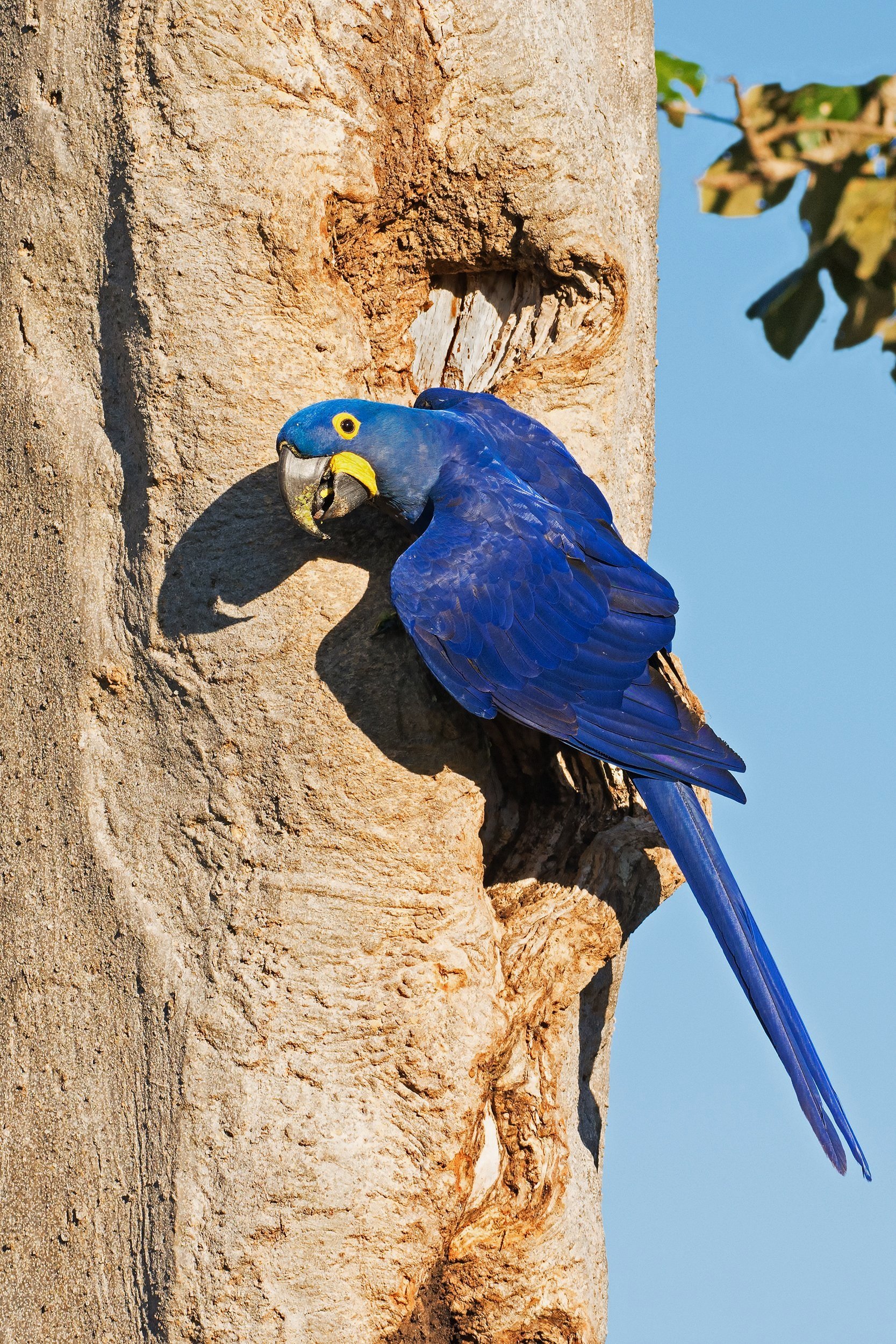 Hyancinth Macaw