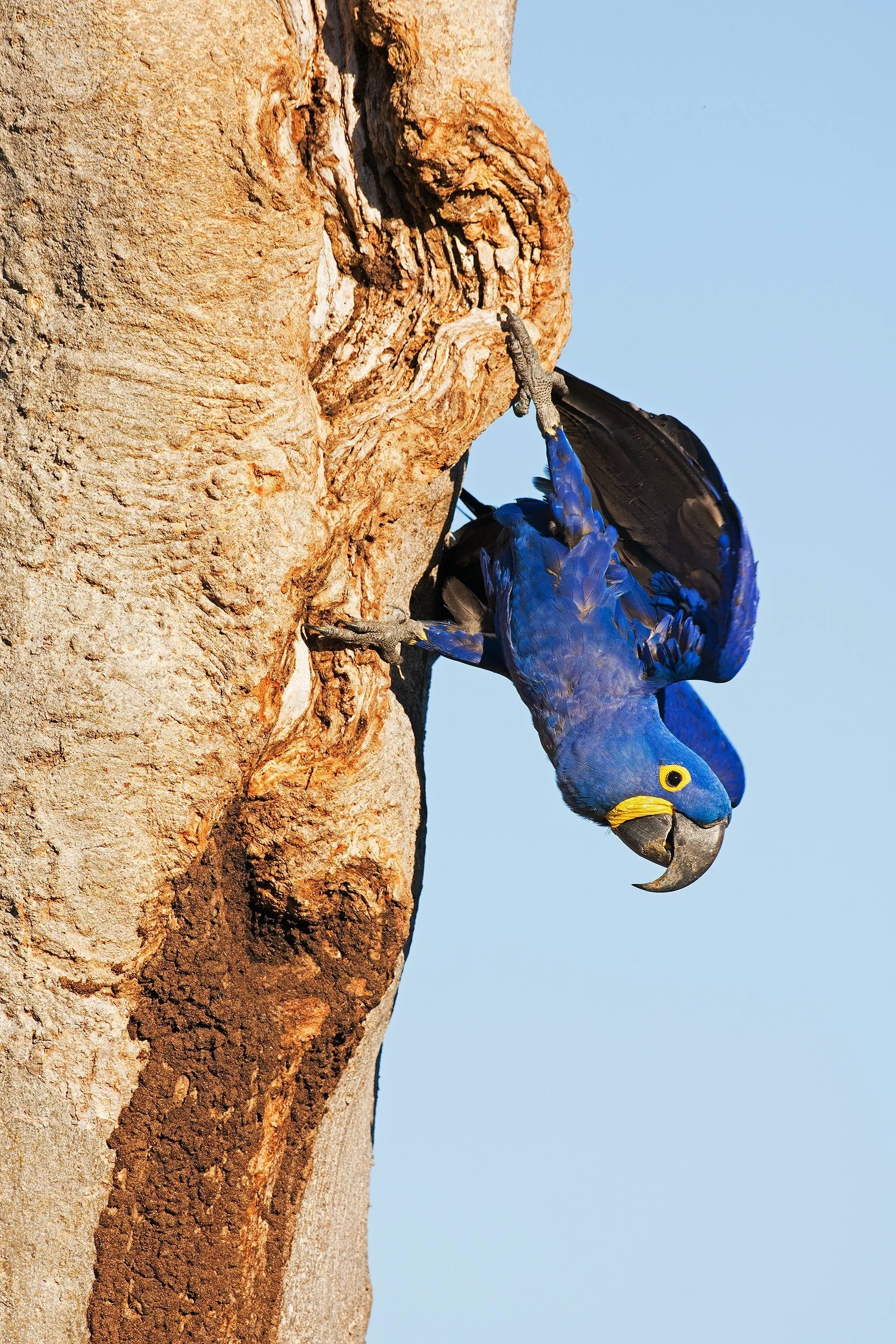 Hyacinth+Macaw+I+JPG+8x12.jpg