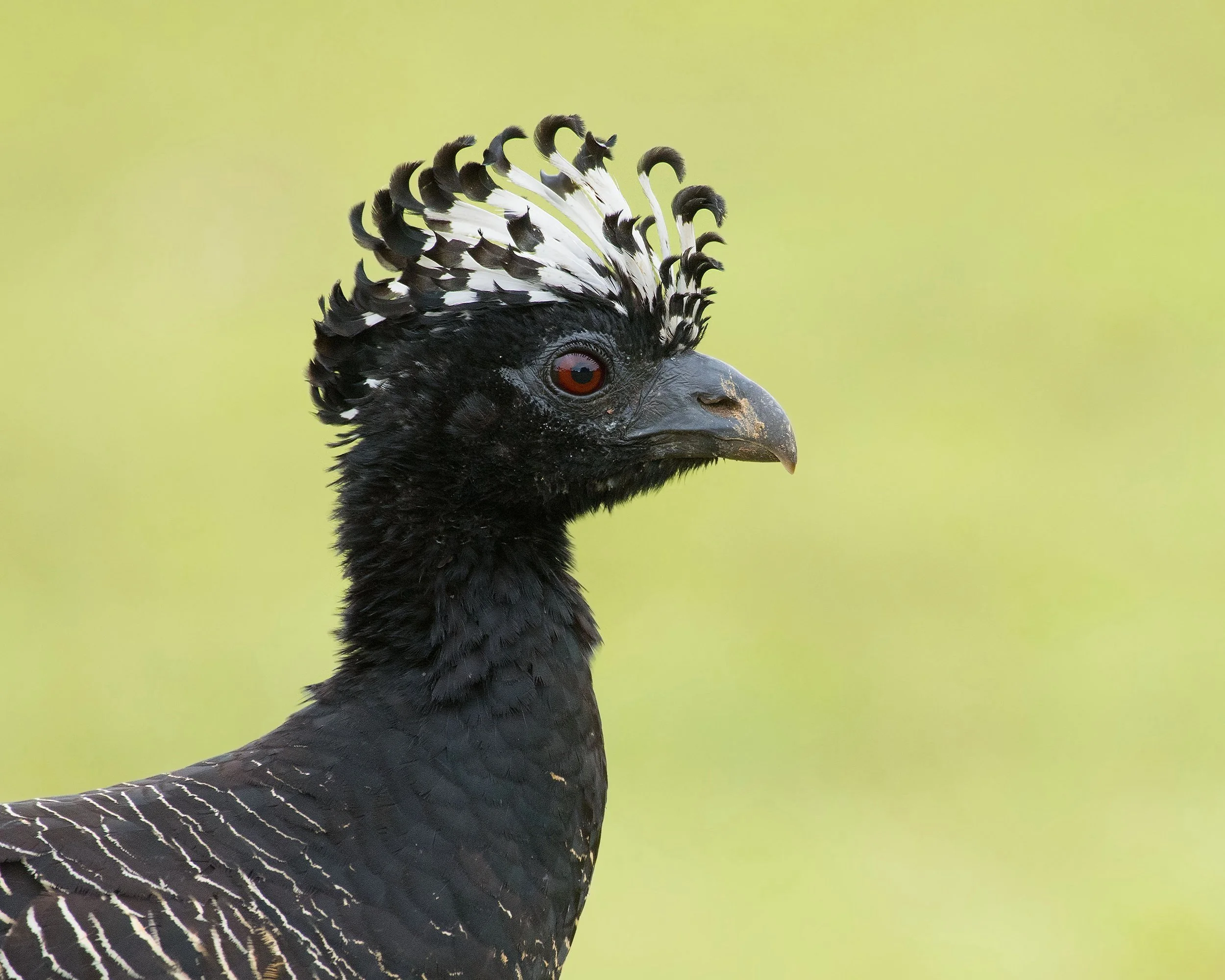 Bare-faced Curassow (female)