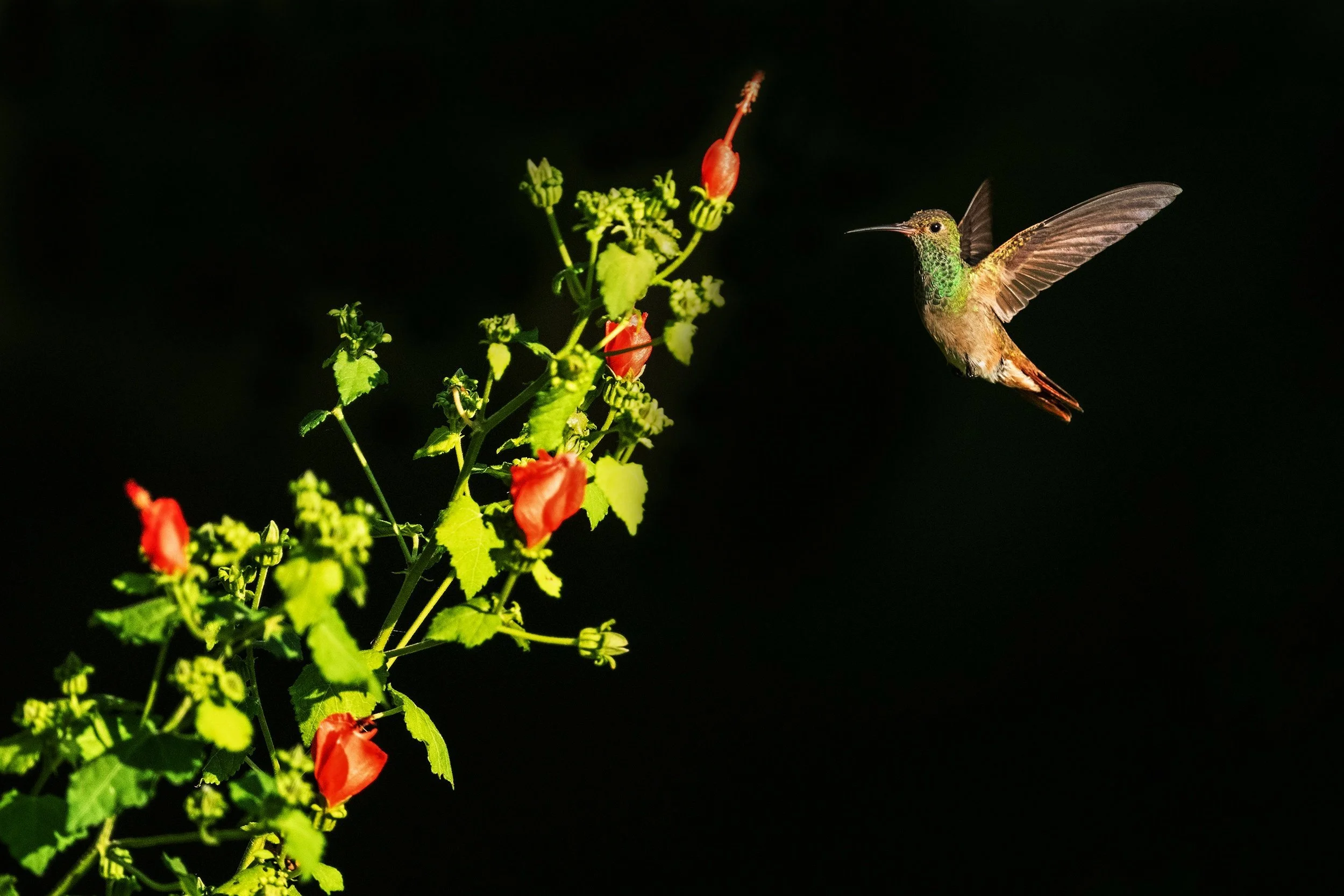 Buff-bellied Hummingbird