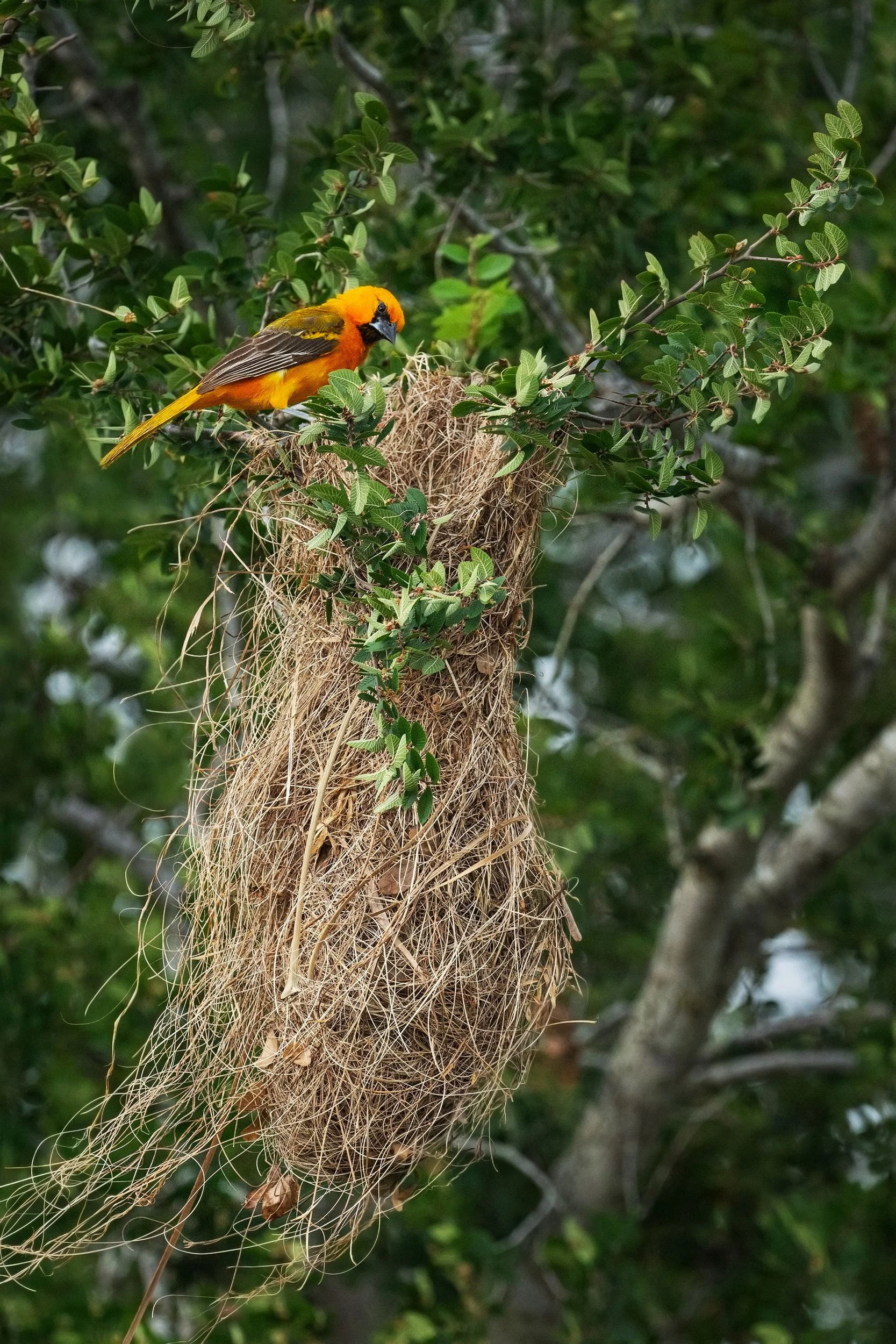 Altamira Oriole