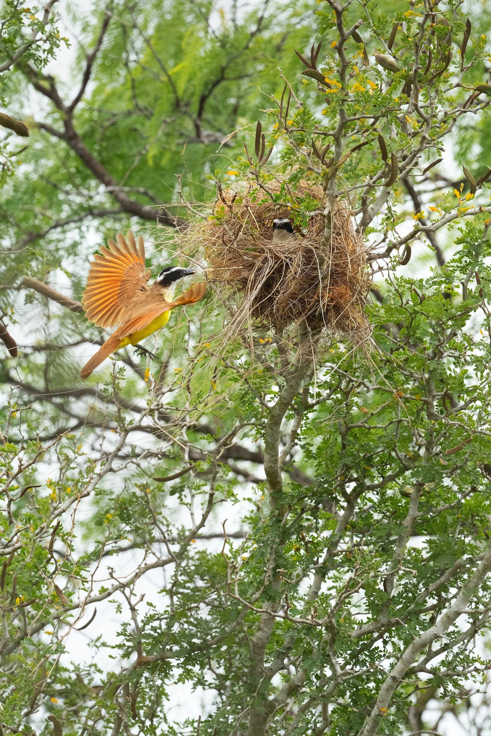 Great Kiskadee