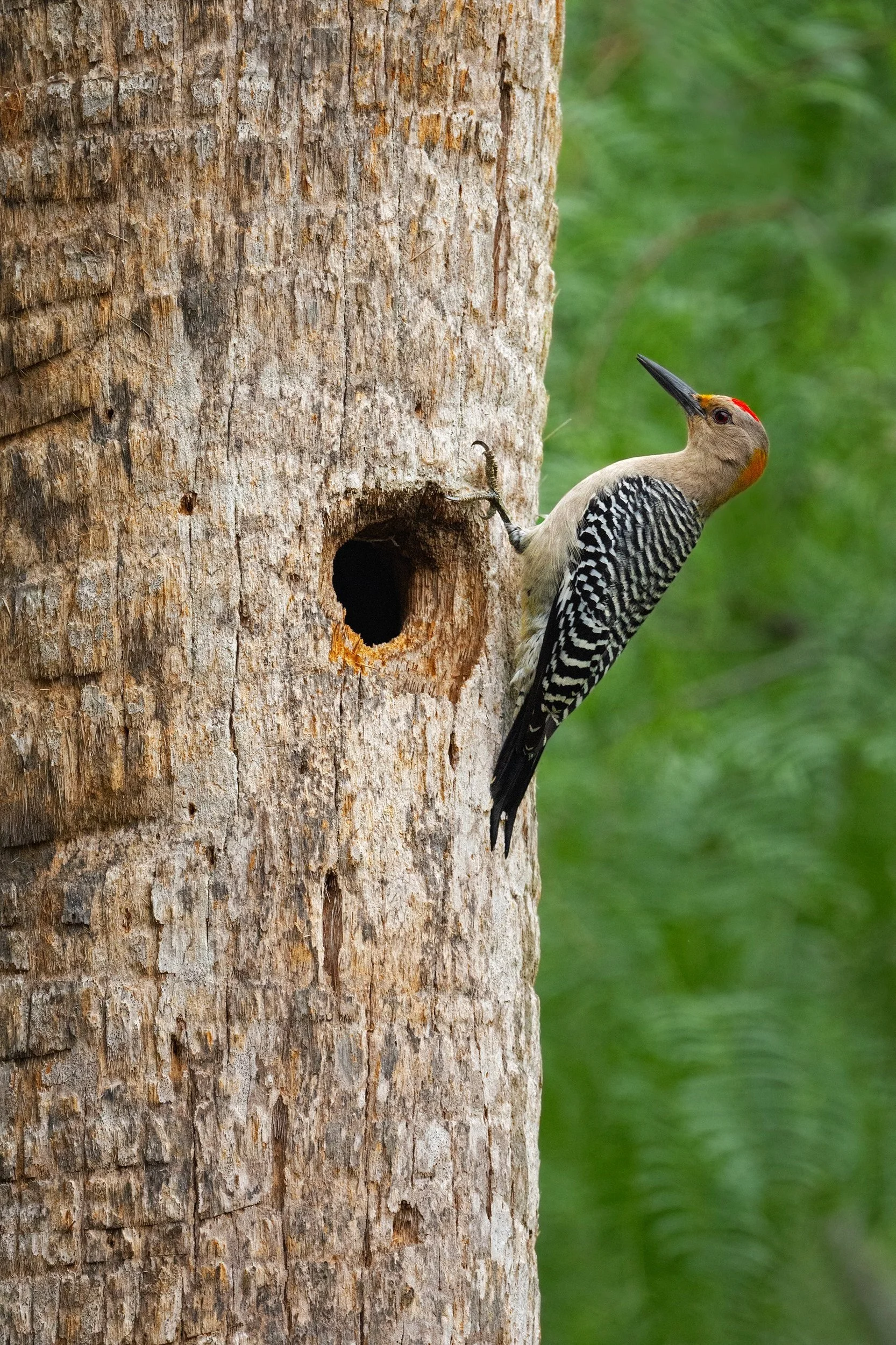Golden-fronted Woodpecker (male)