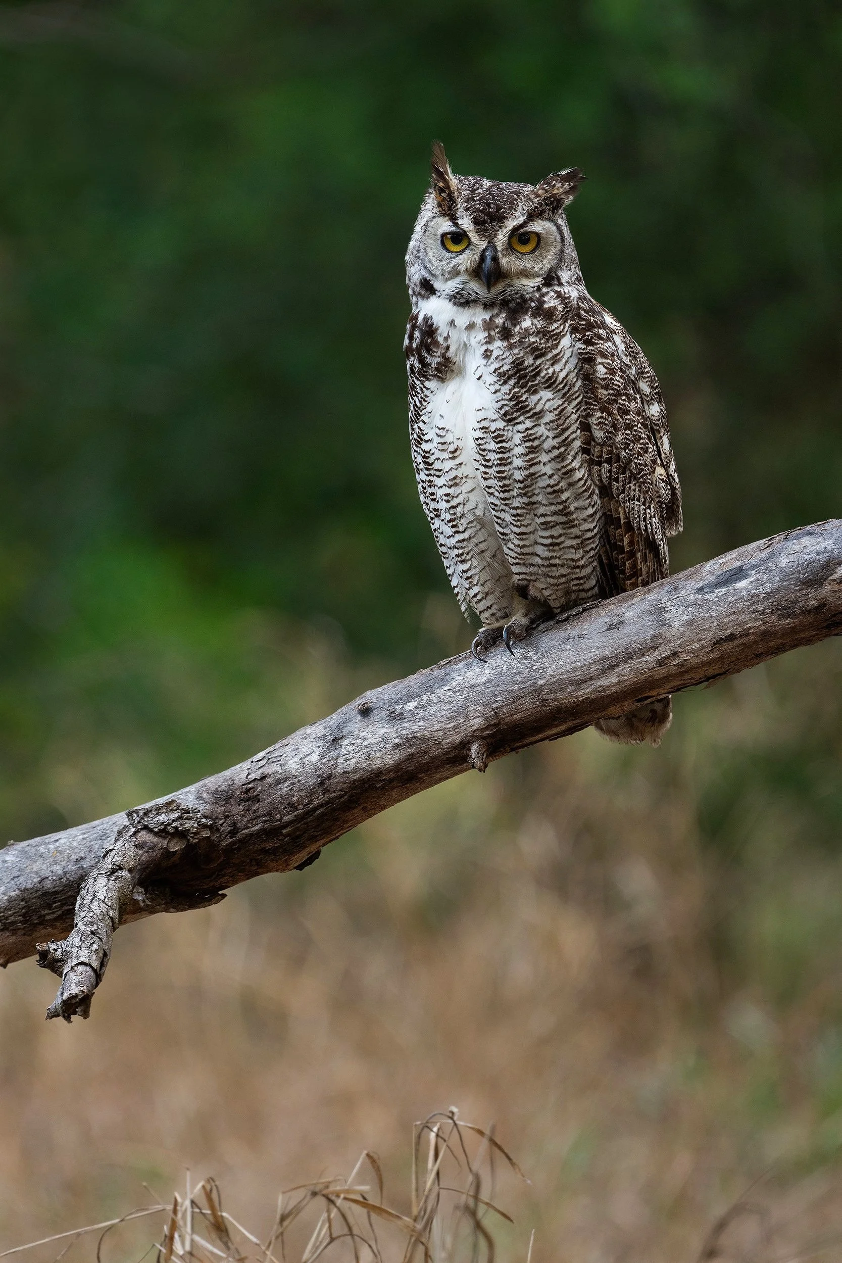 Great Horned Owl 