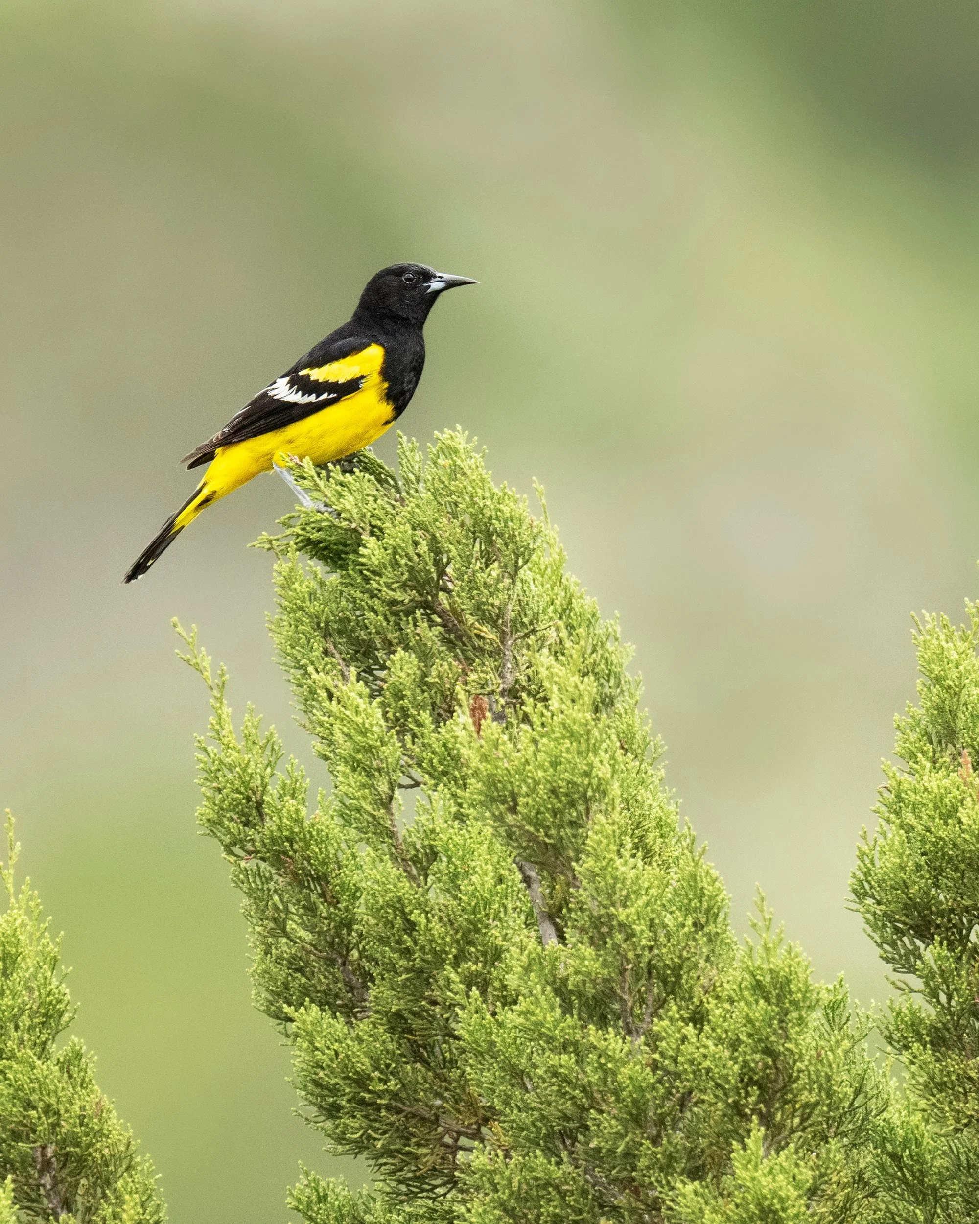 Scott's Oriole (male)