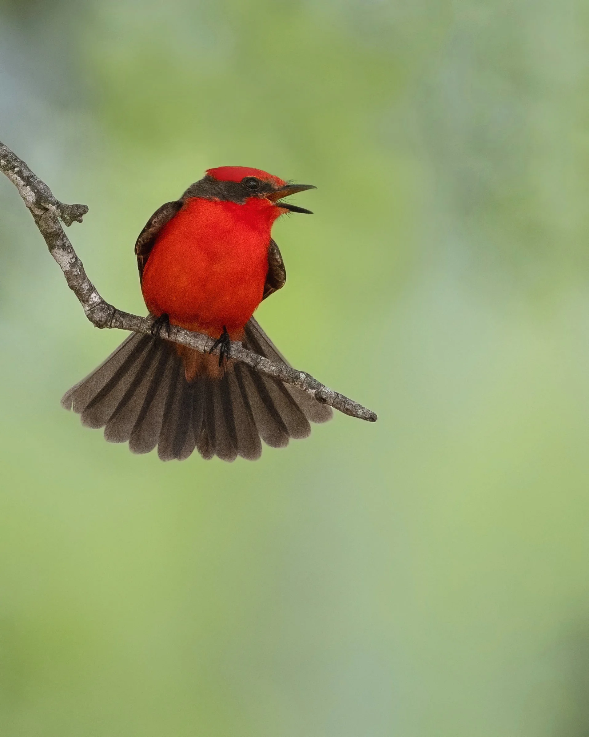 Vermilion Flycatcher (male)