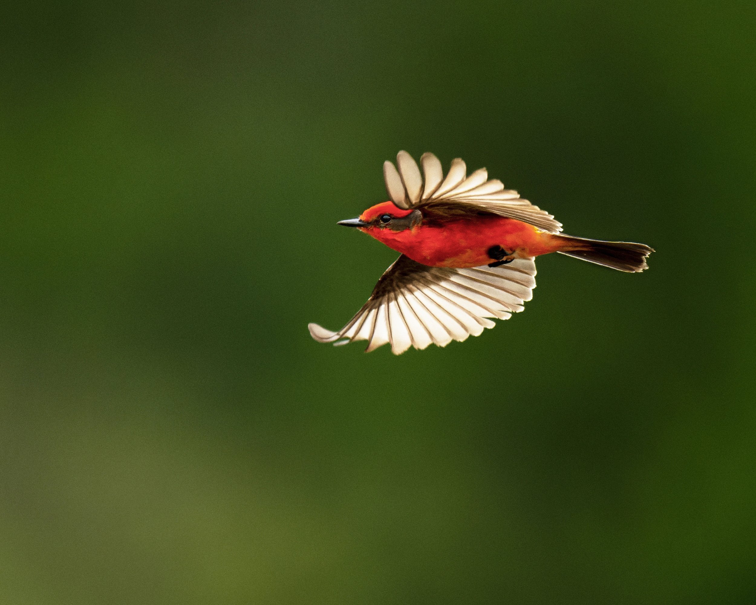 Vermilion Flycatcher (male)
