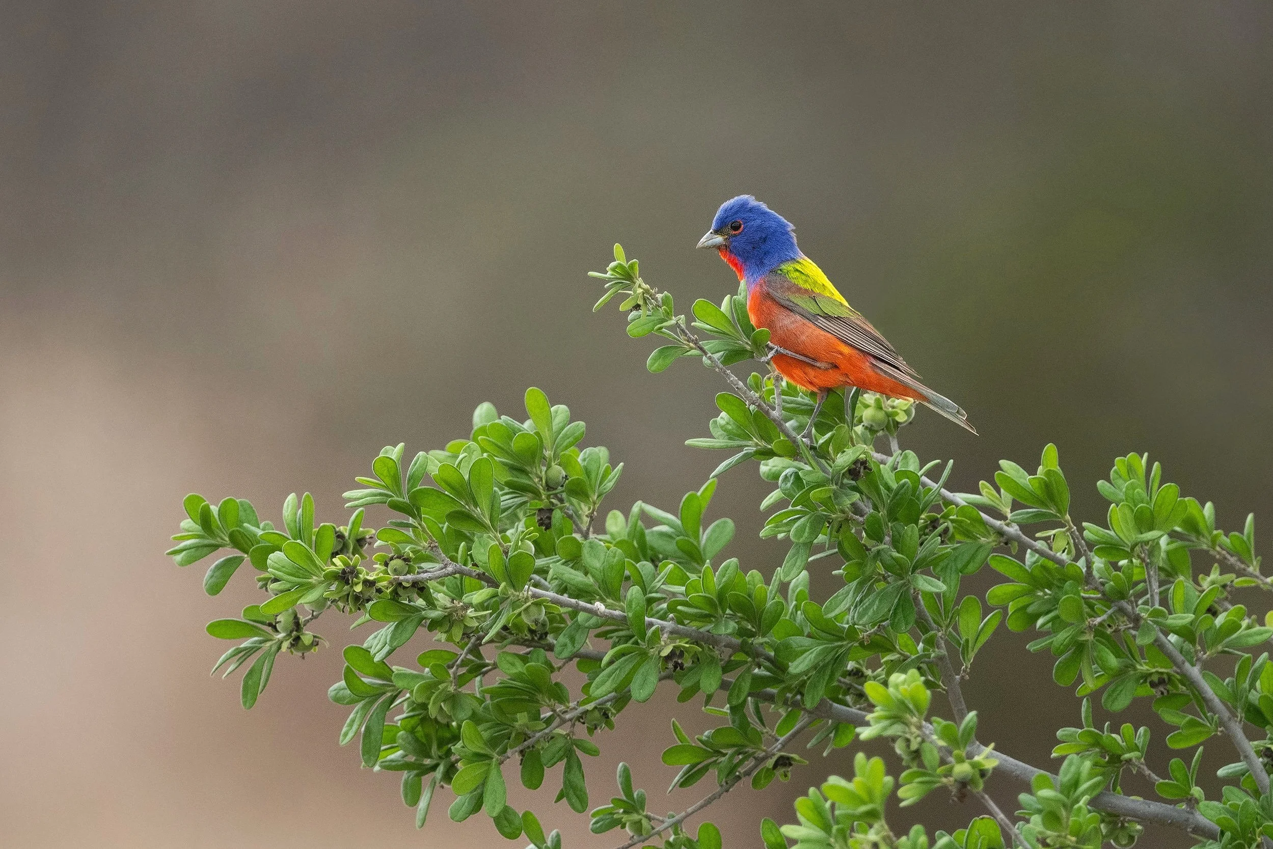 Painted Bunting (male)