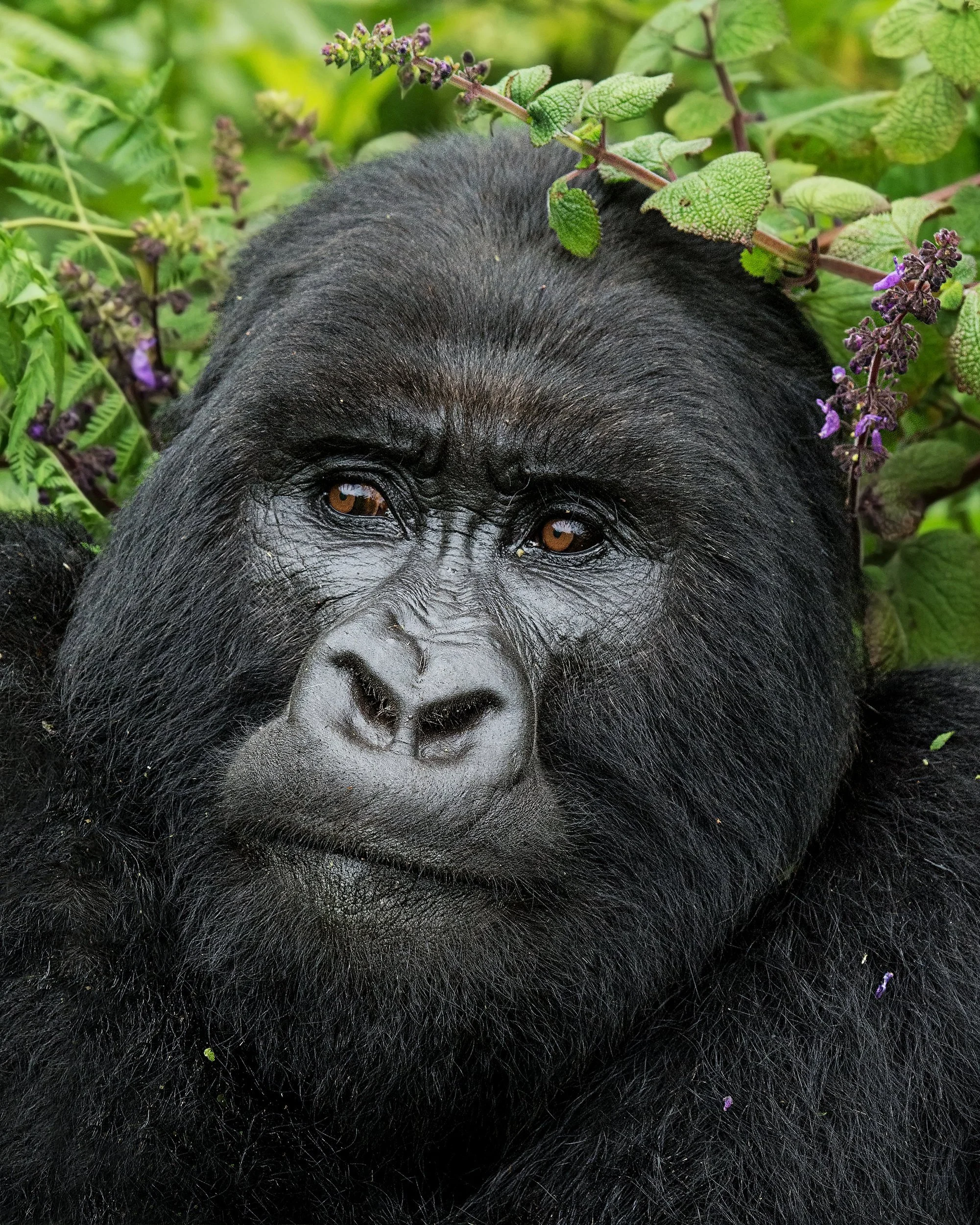 Ntambara+Silverback+II+JPG+V+4.jpg