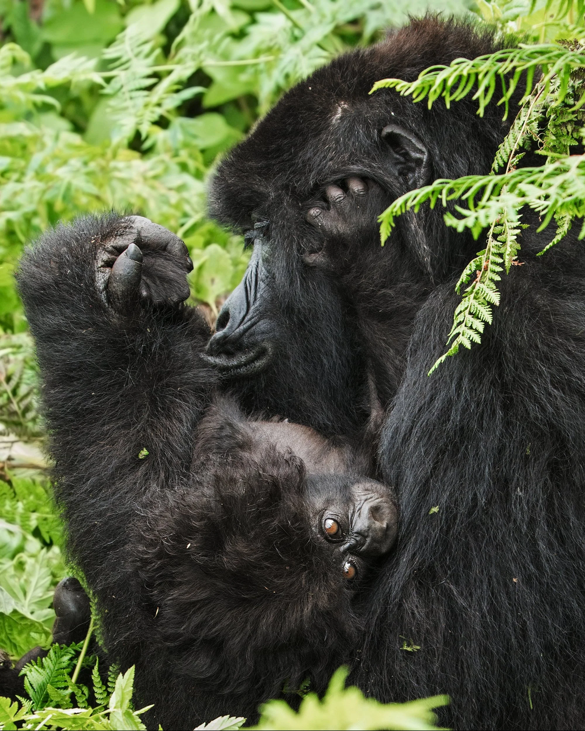 Ntambara+Mother+and+Baby+VI+v2++JPG.jpg