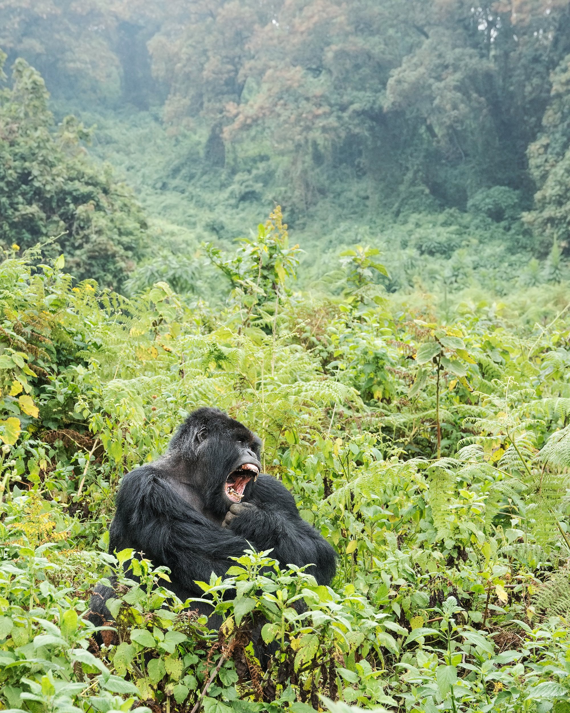 Umubano+Silverback+II+JPG.jpg