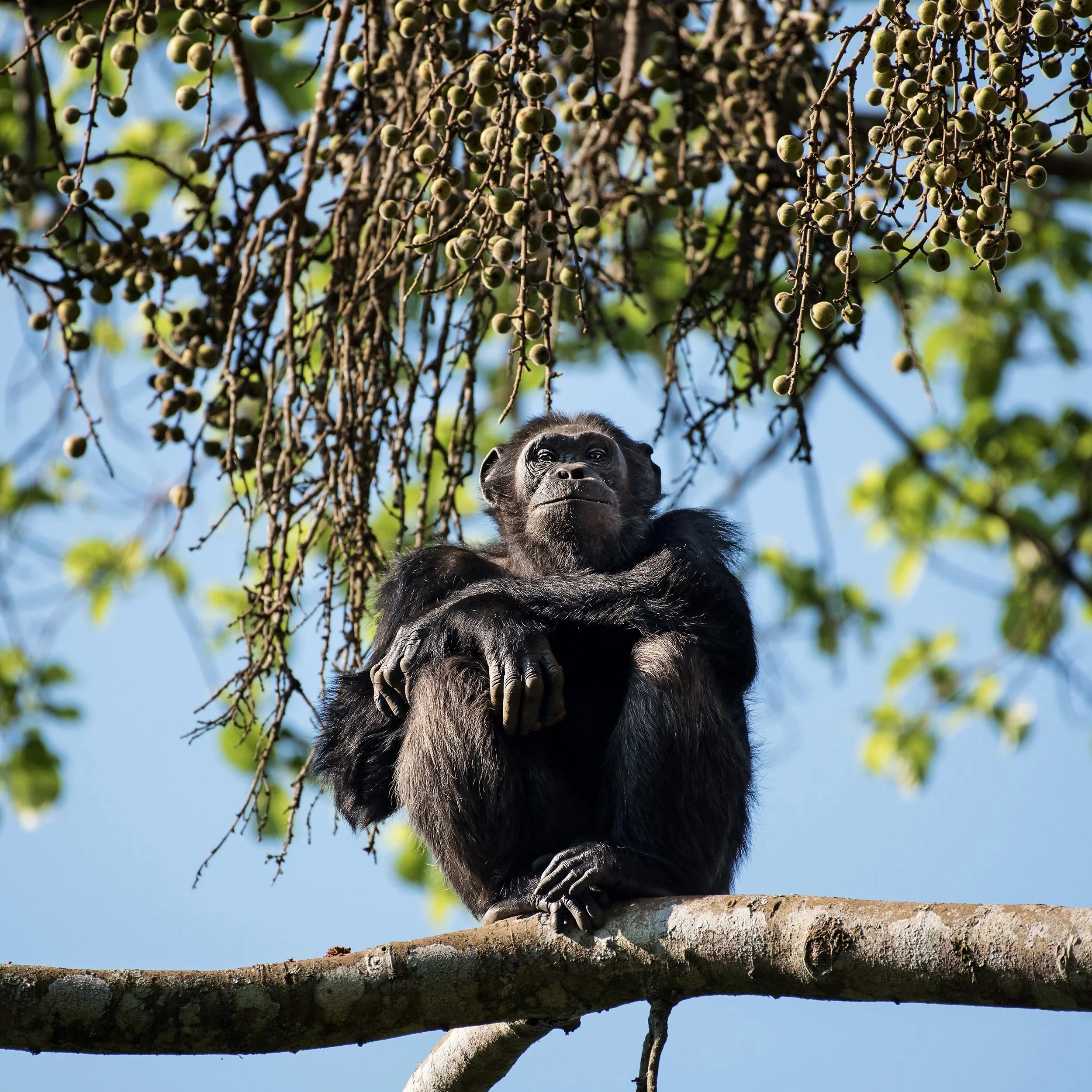 Chimpanzee
