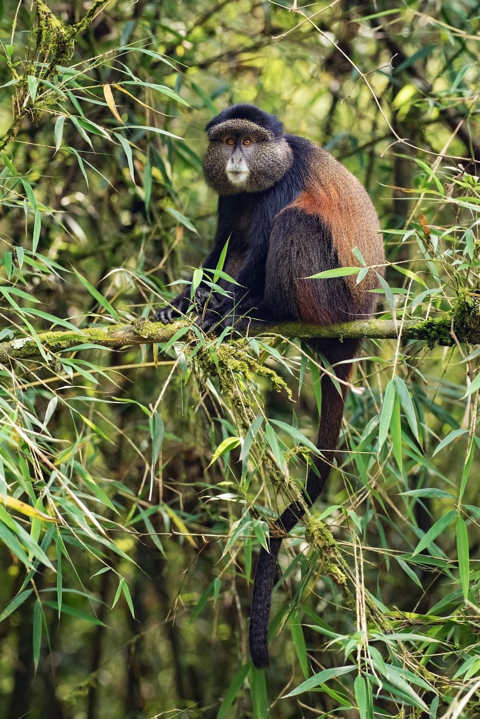 Golden Monkey