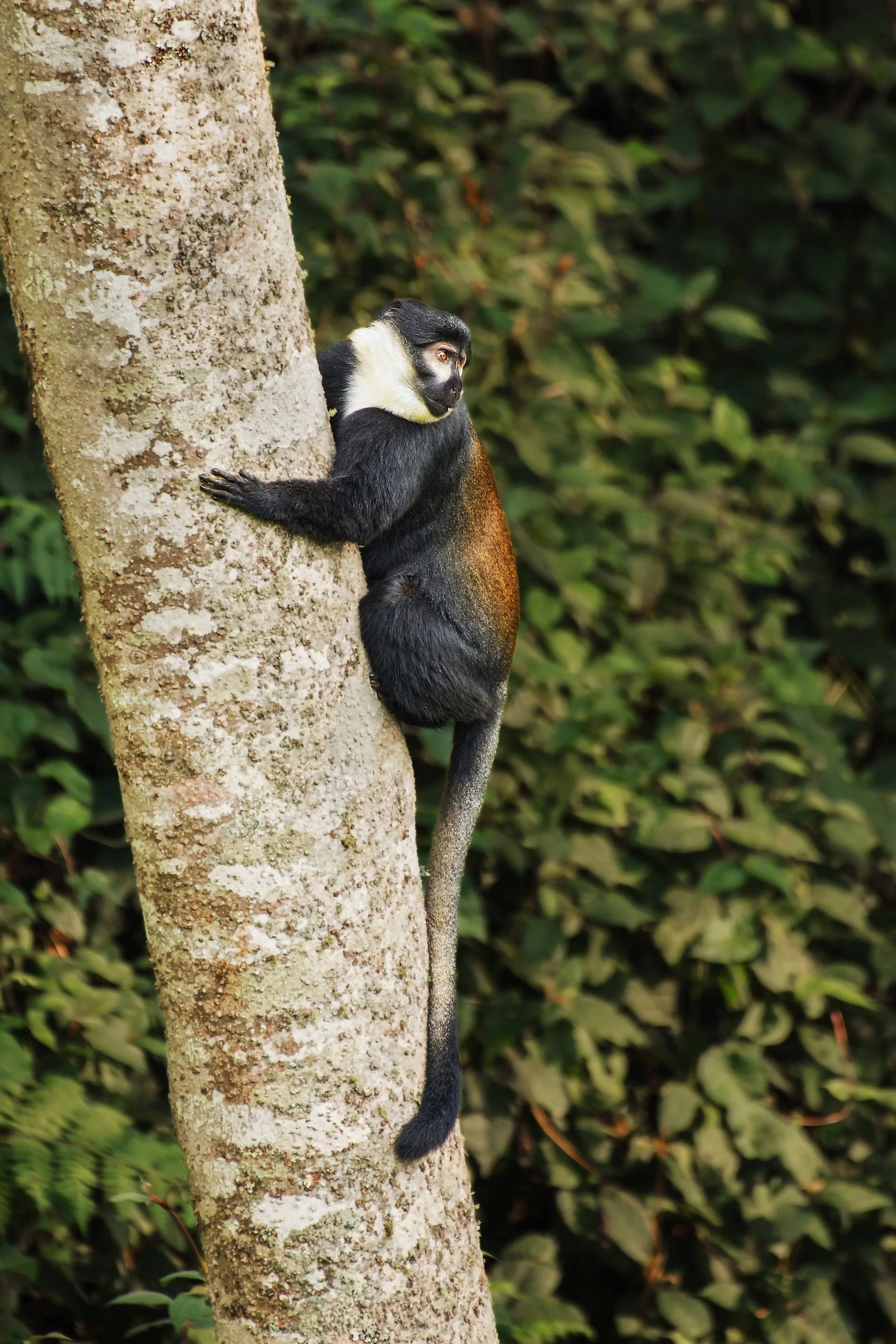 L'Hoest's Monkey