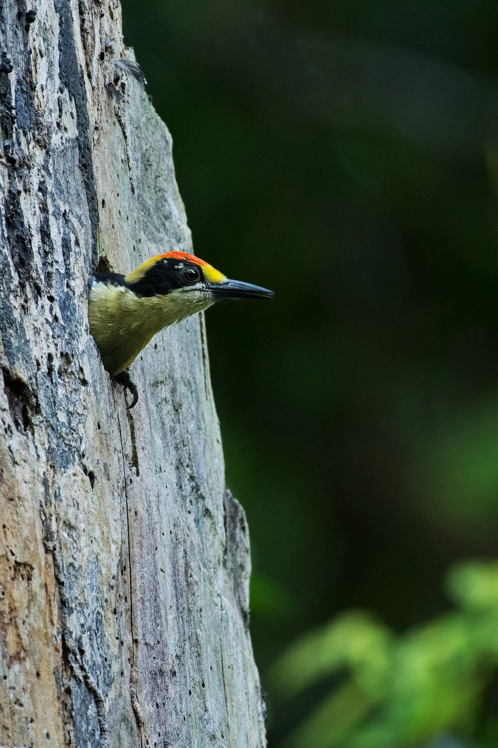 Golden-naped Woodpecker (male) (Costa Rica)