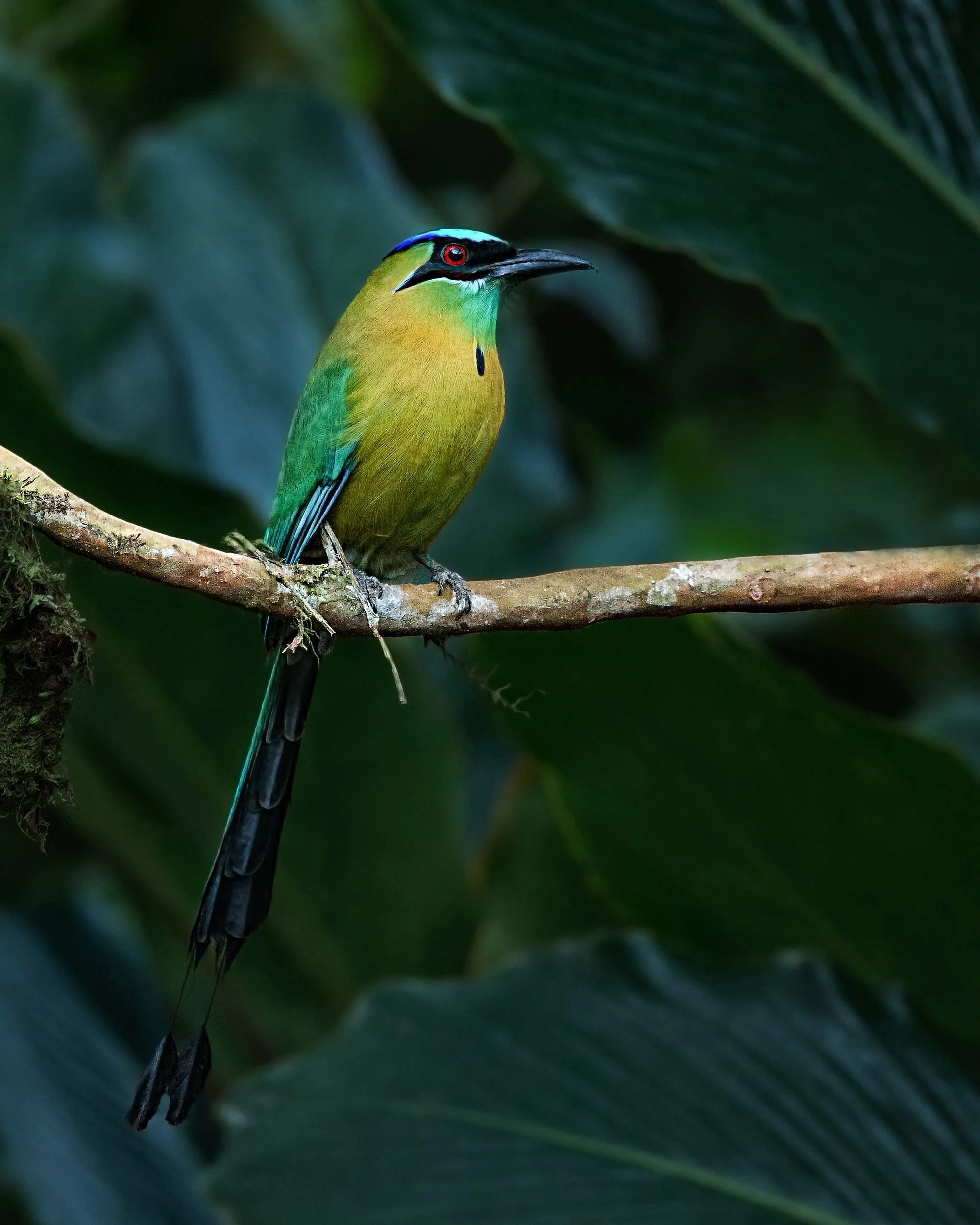 Lesson's Motmot (Costa Rica)