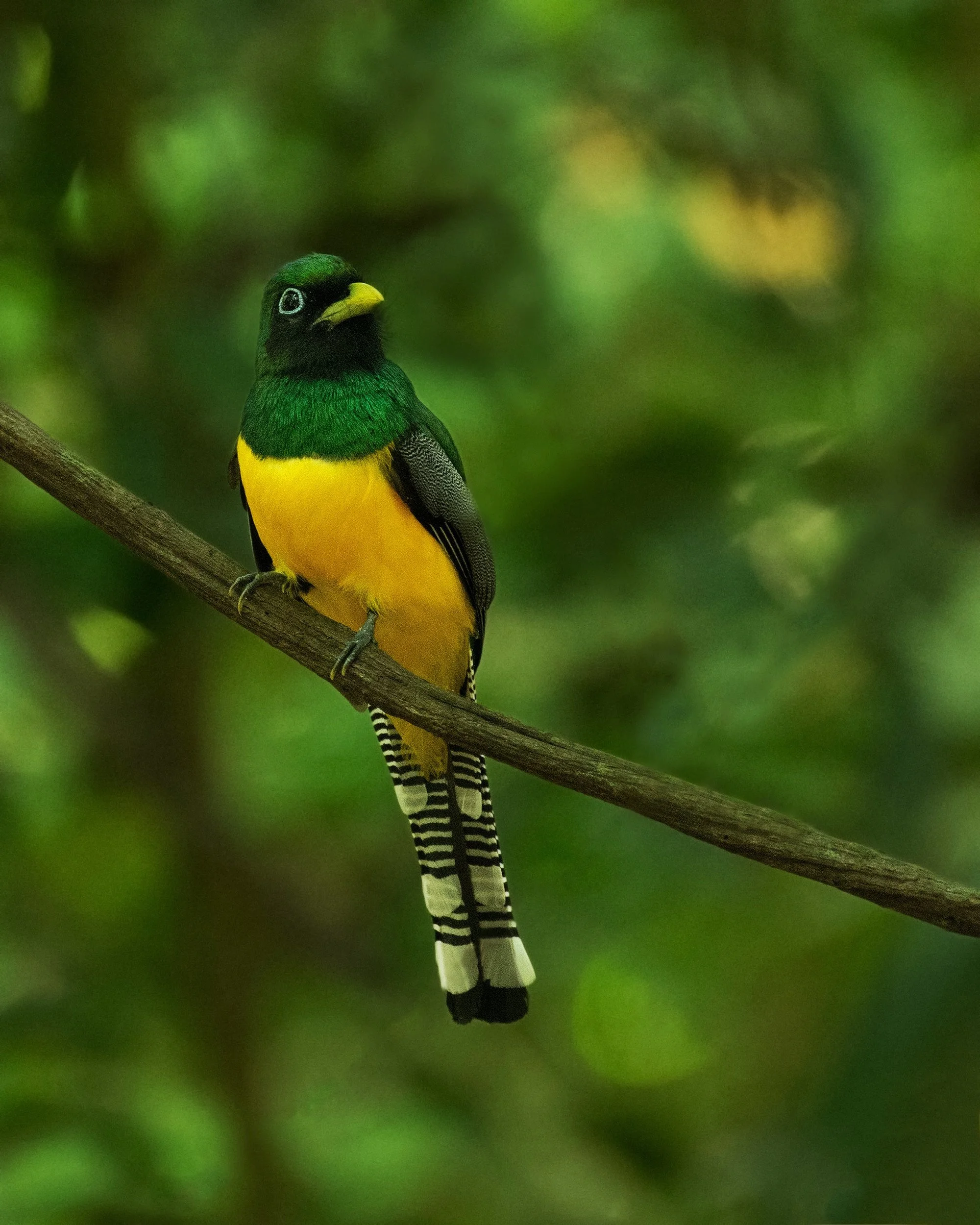 Black-throated Trogon (Costa Rica)