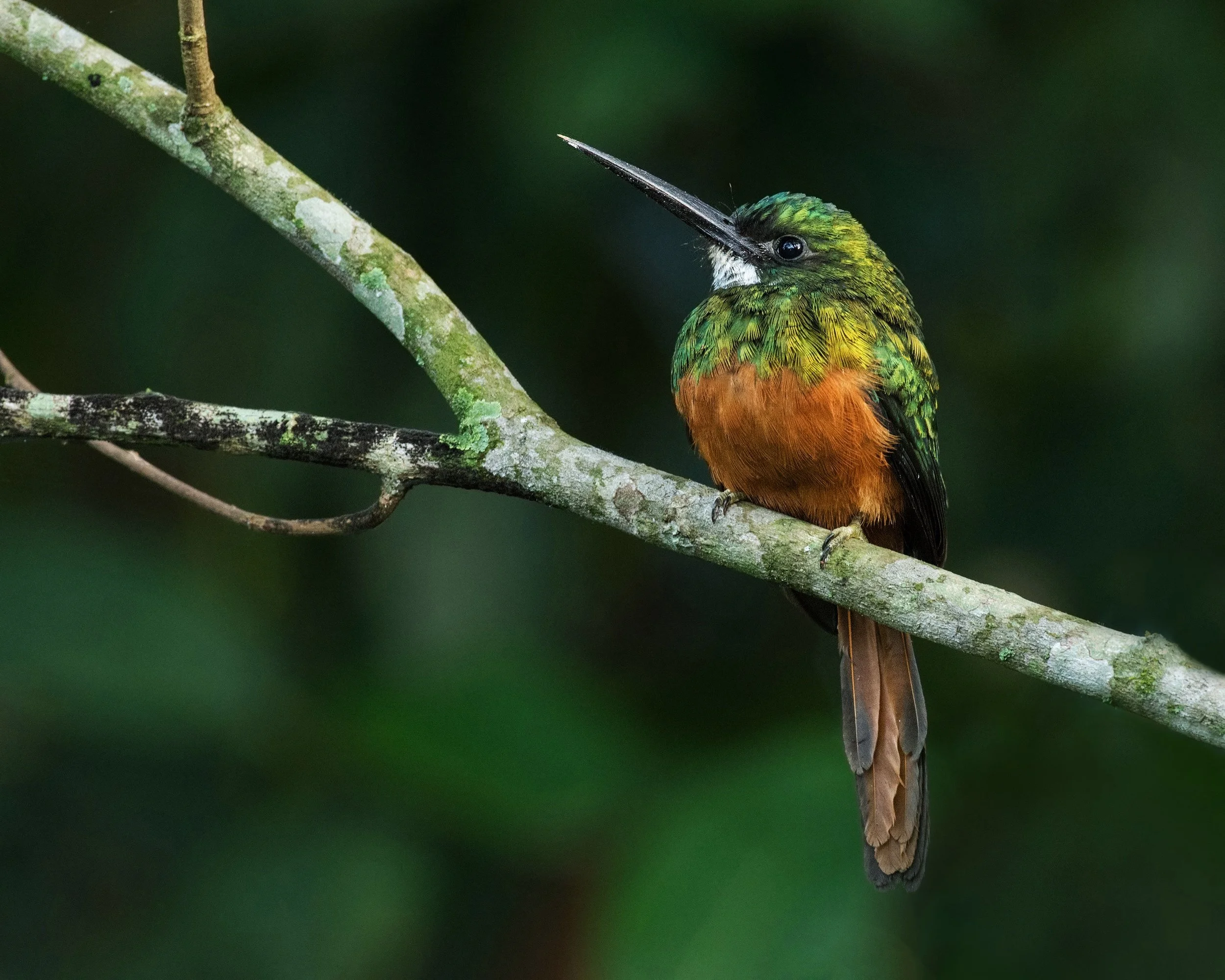 Rufous-tailed Jacamar (Atlantic Rainforest, Brazil)