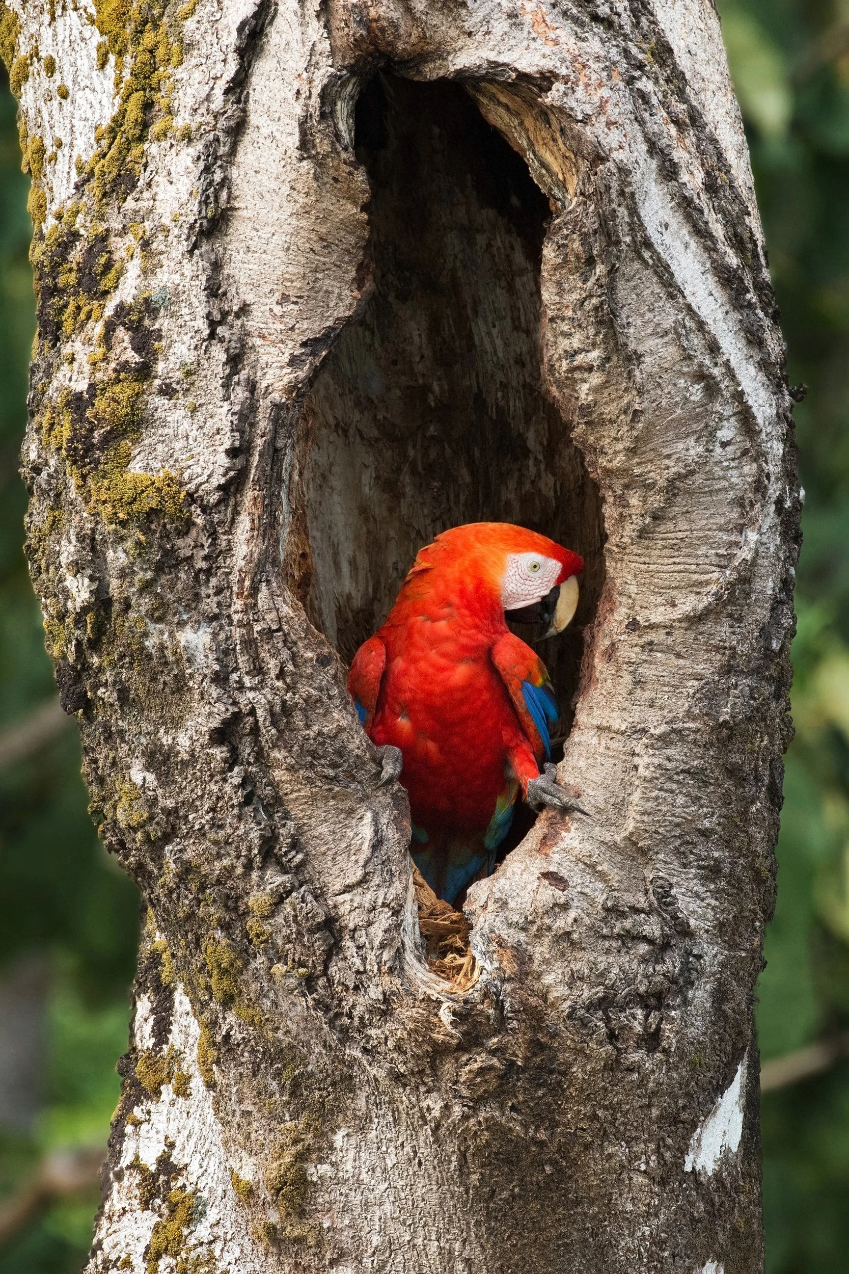 Scarlet+Macaw.Nesting+Hole+JPG.jpg