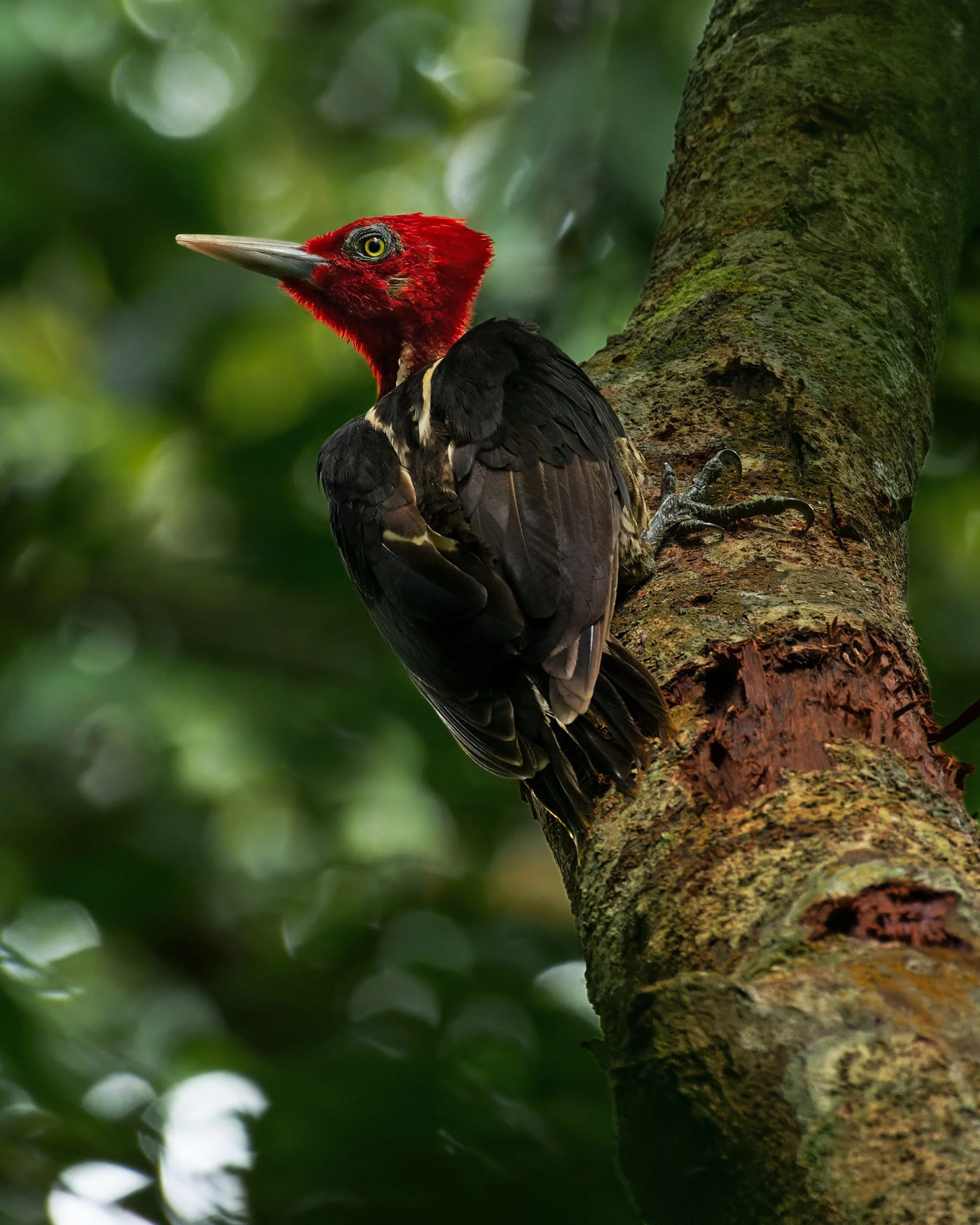 Pale-billed Woodpecker (Costa Rica)