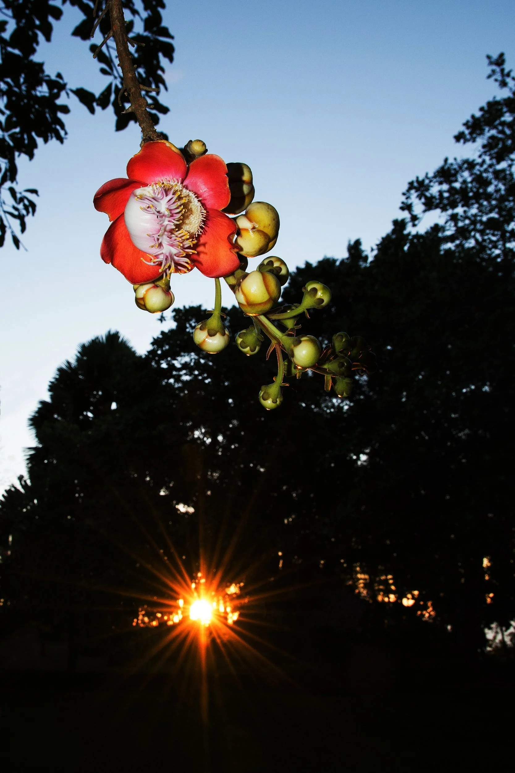 Flowering Cannonball Tree, Sunrise (Costa Rica)