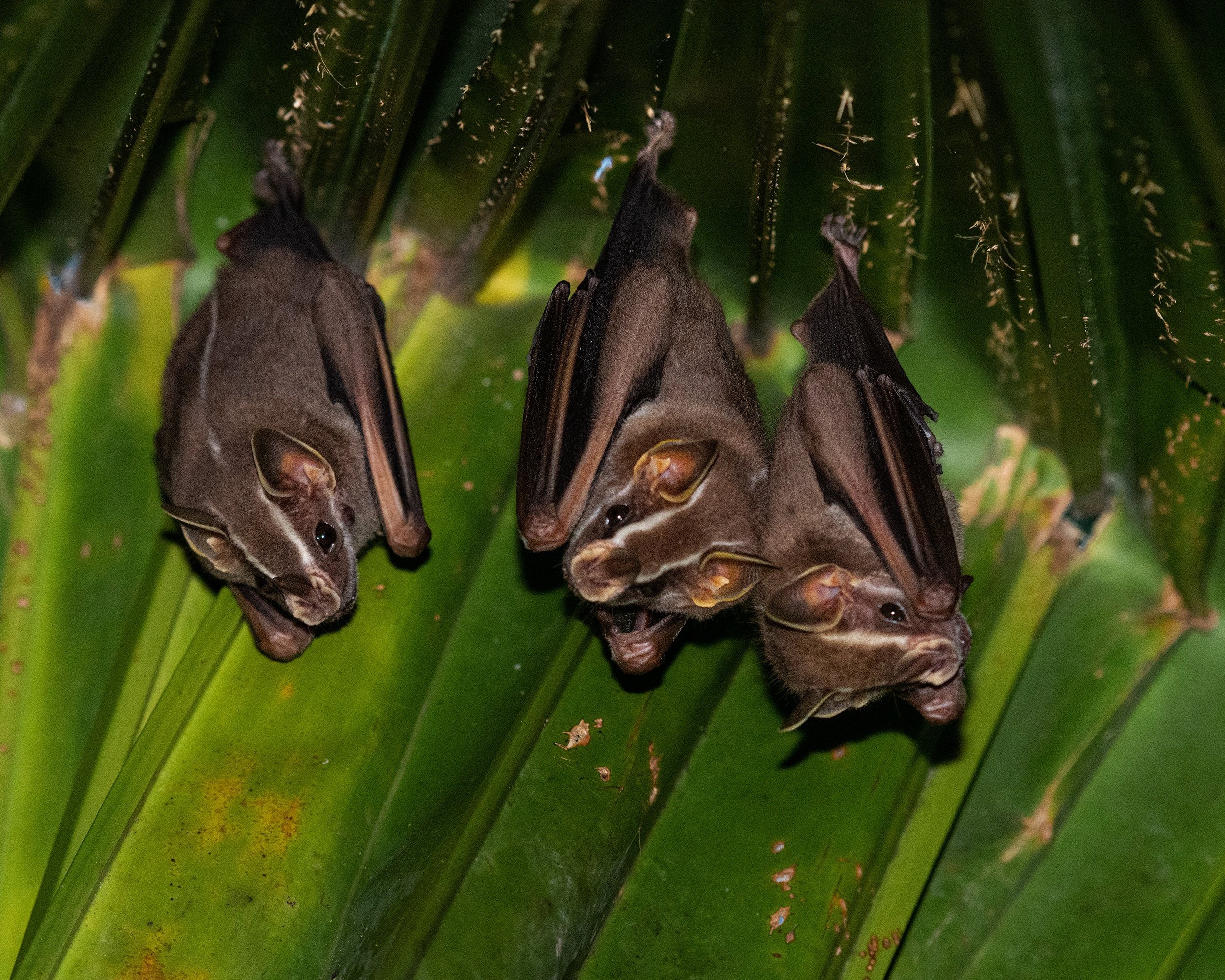 Tent-making Bat (Costa Rica)