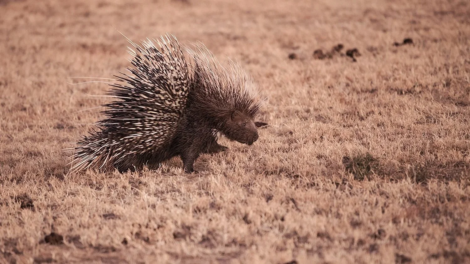 Cape Porcupine