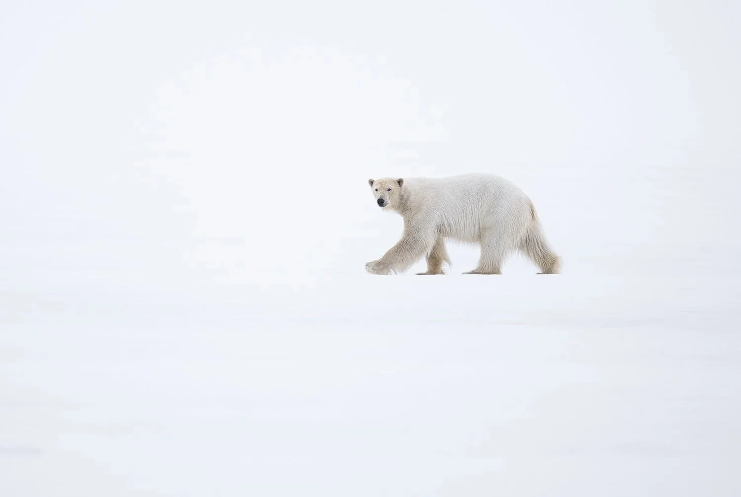 Polar+Bear+III+JPG.jpg