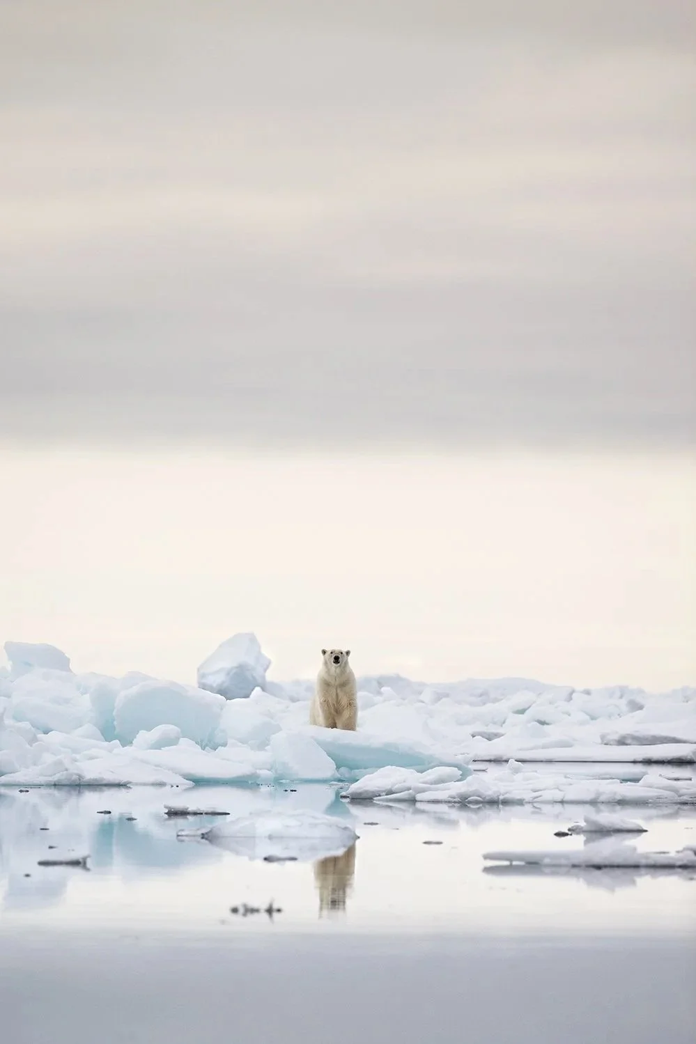 Polar+Bear+XVI+JPG+v+3.jpg