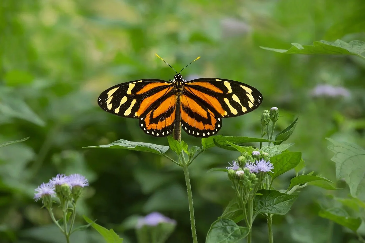 Tiger Mimic-Queen