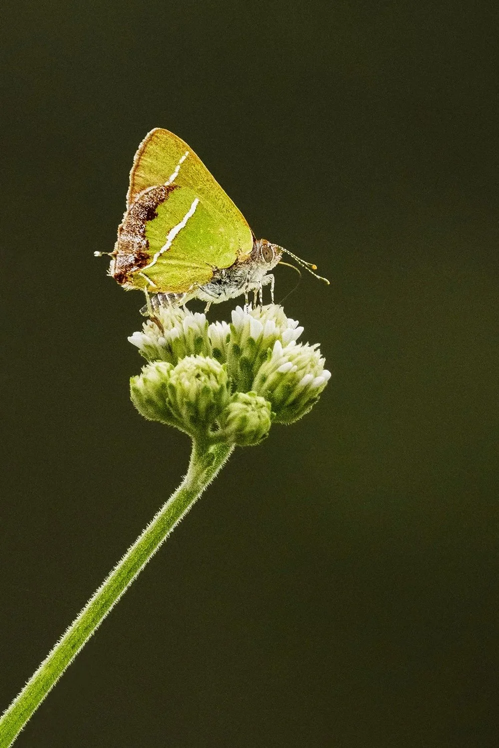 Silver-banded Hairstreak