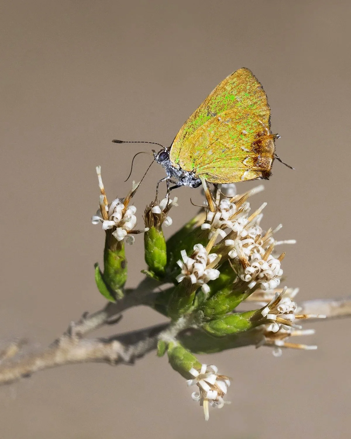 Telea Hairstreak