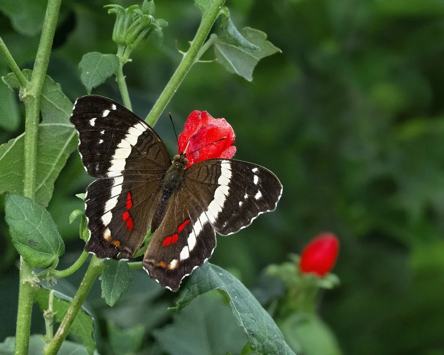 Banded Peacock
