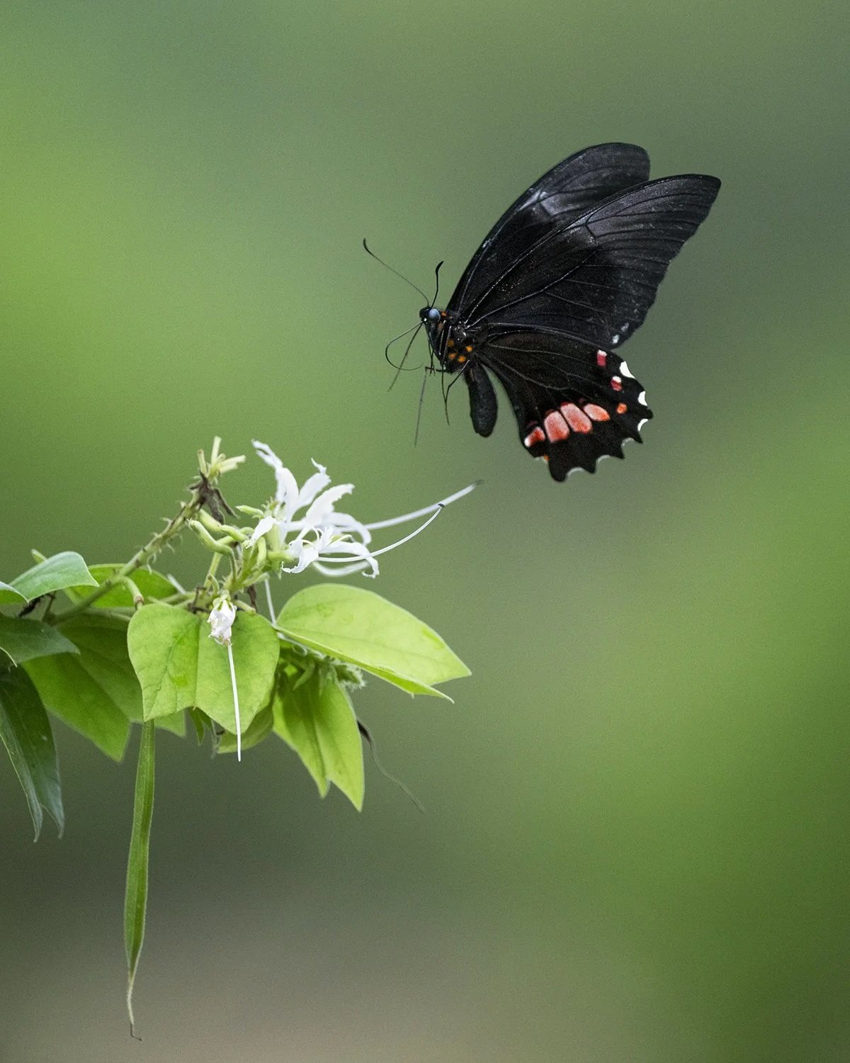 Ruby-spotted Swallowtail