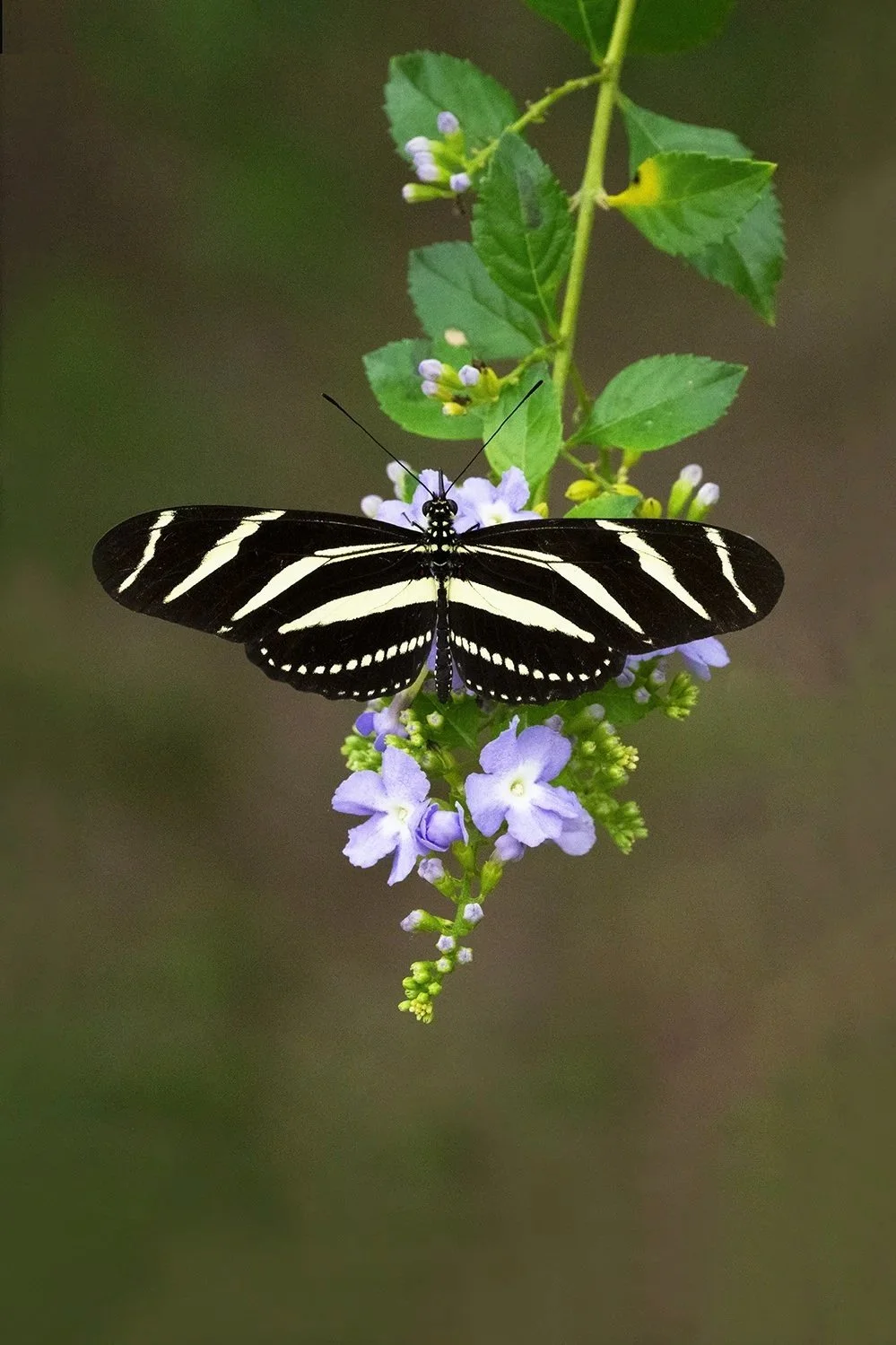 Zebra Heliconian