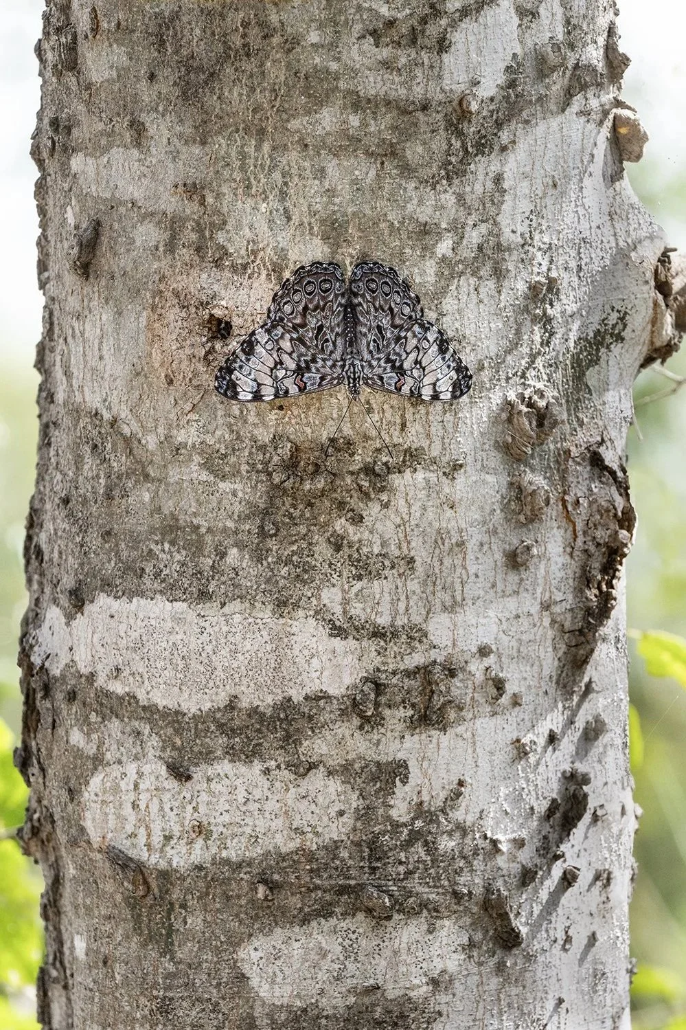Guatemalan Cracker