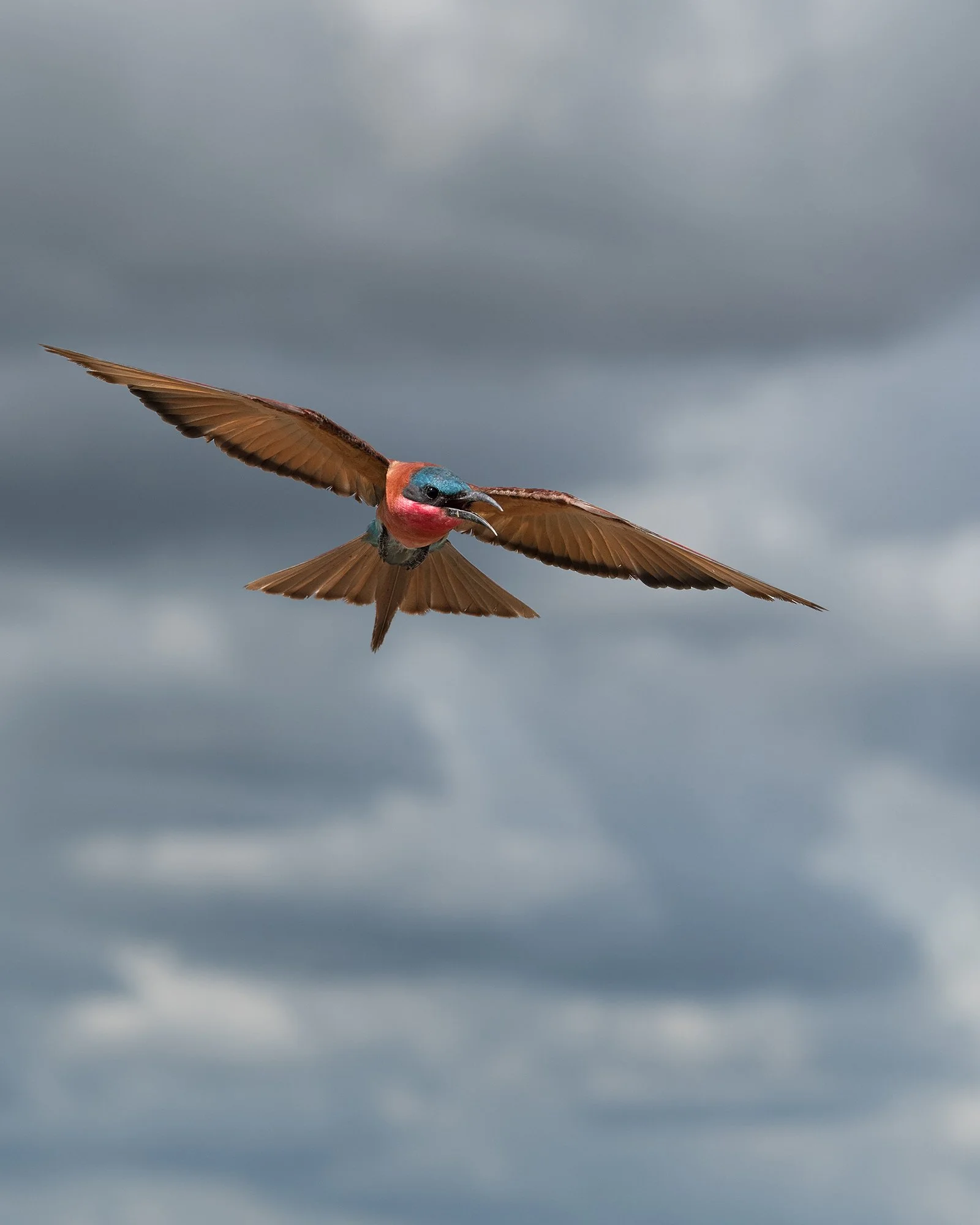 Carmine Bee-eater