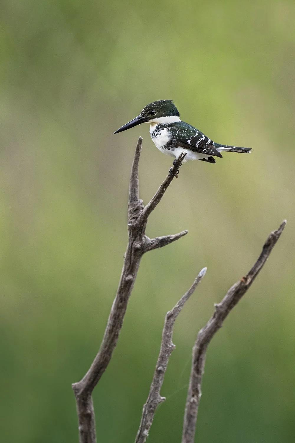 Green Kingfisher (female)