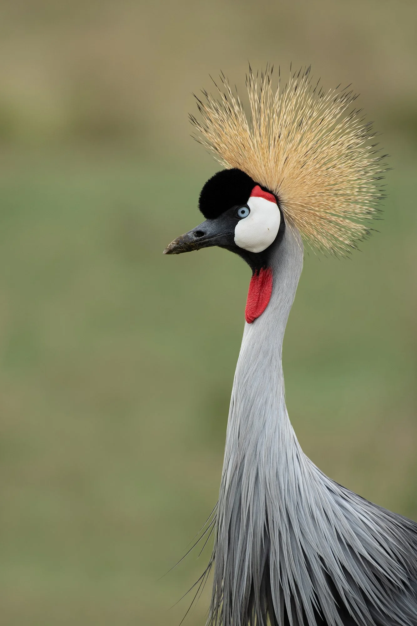 Crowned Crane