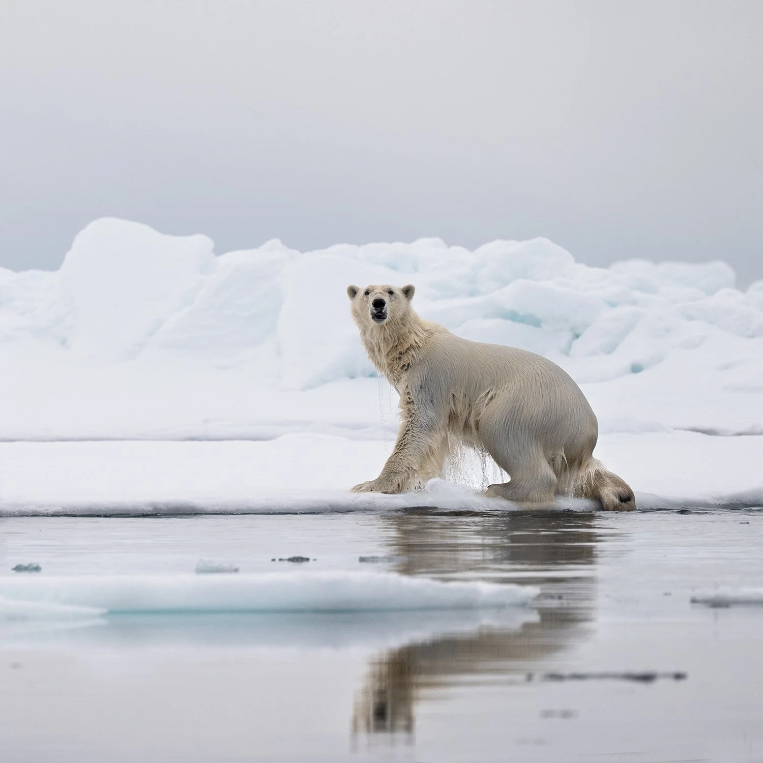 Polar Bear XXI JPG.jpg