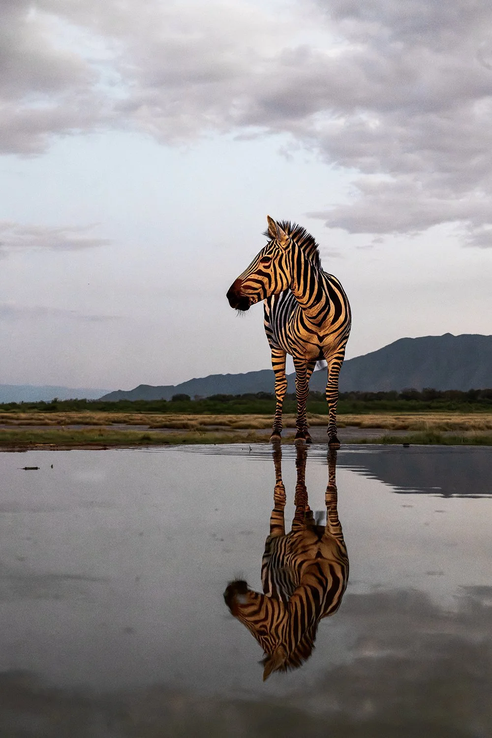 Common Zebra