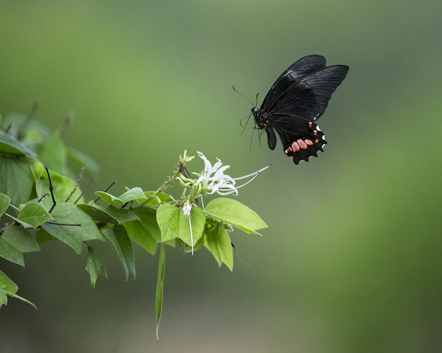 Ruby-spotted Swallowtail